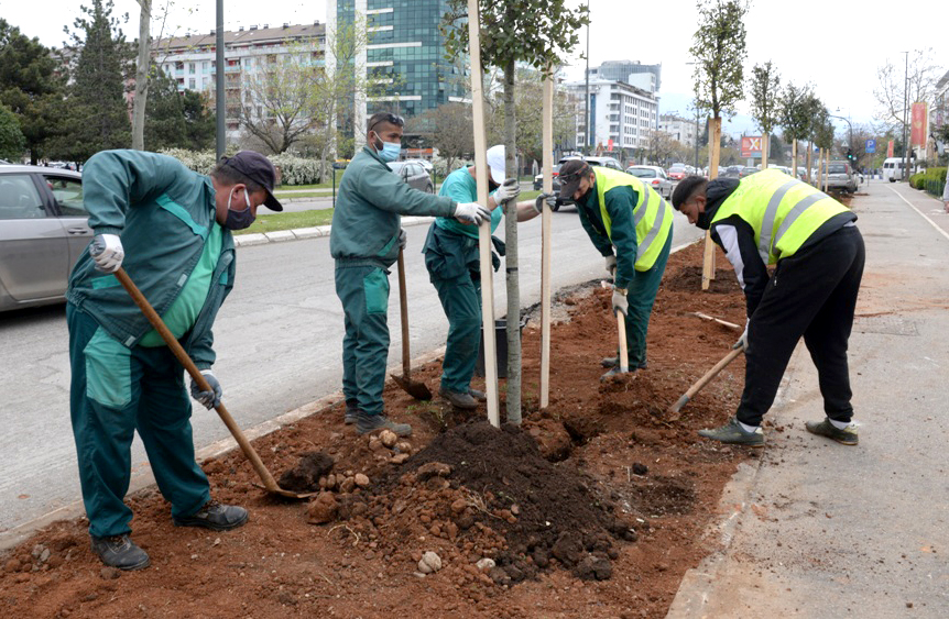 Novi drvored na Bulevaru Mihaila Lalića