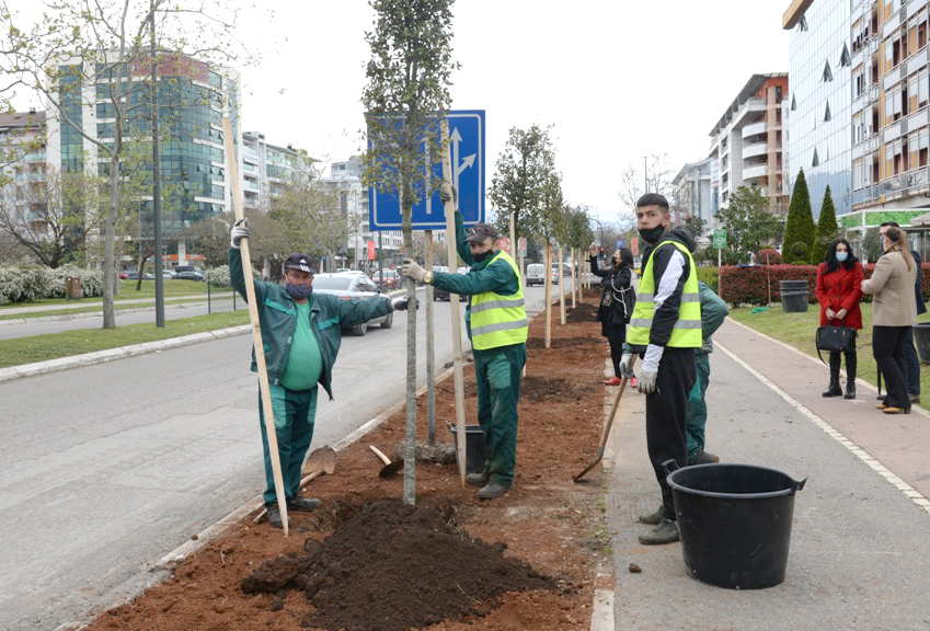 Novi drvored na Bulevaru Mihaila Lalića