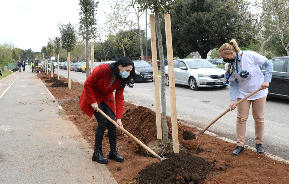 Novi drvored na Bulevaru Mihaila Lalića