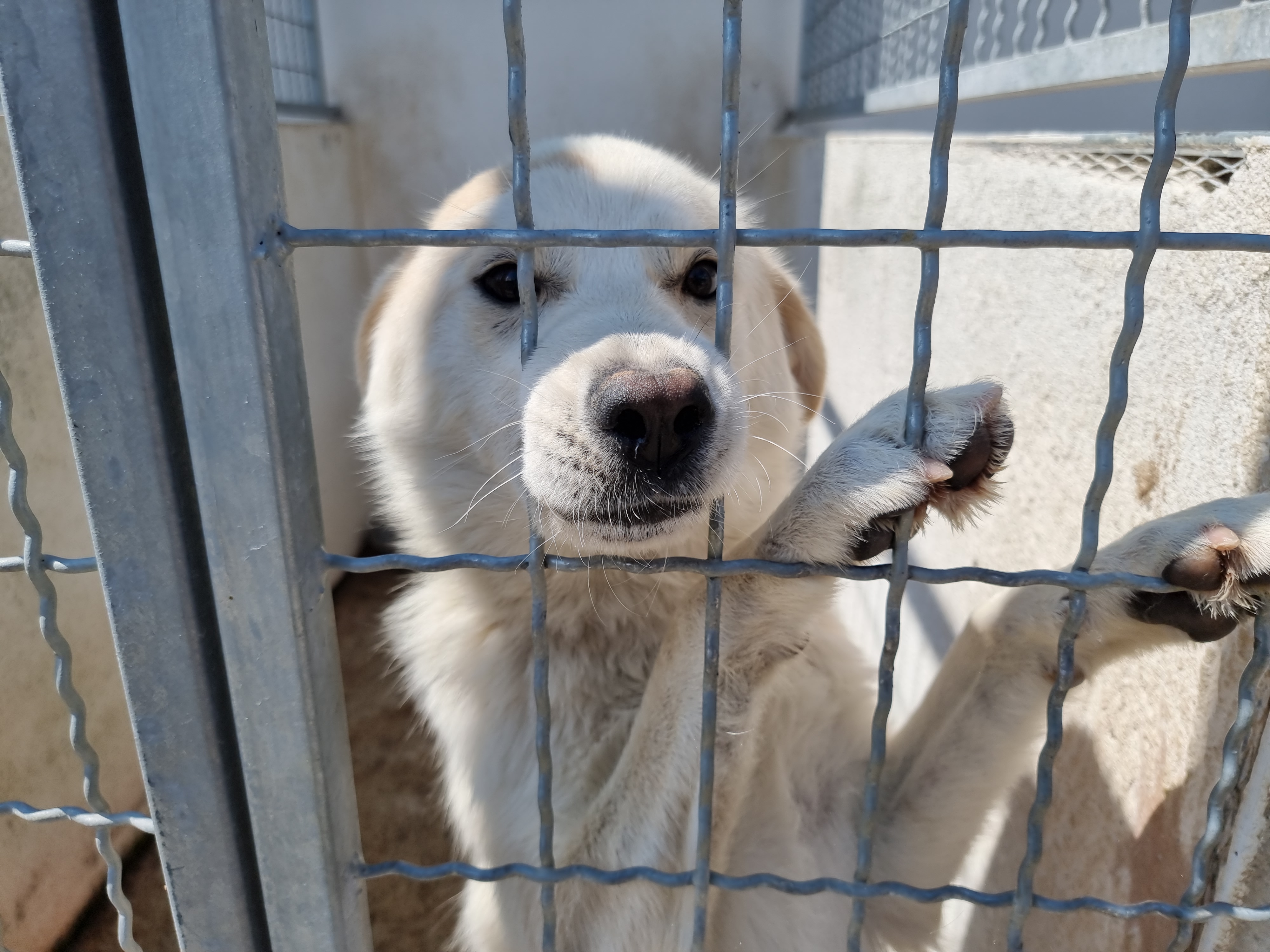Dvadeset godina uspješnog rada Skloništa za napuštene i izgubljene kućne ljubimce na Vrelima ribničkim