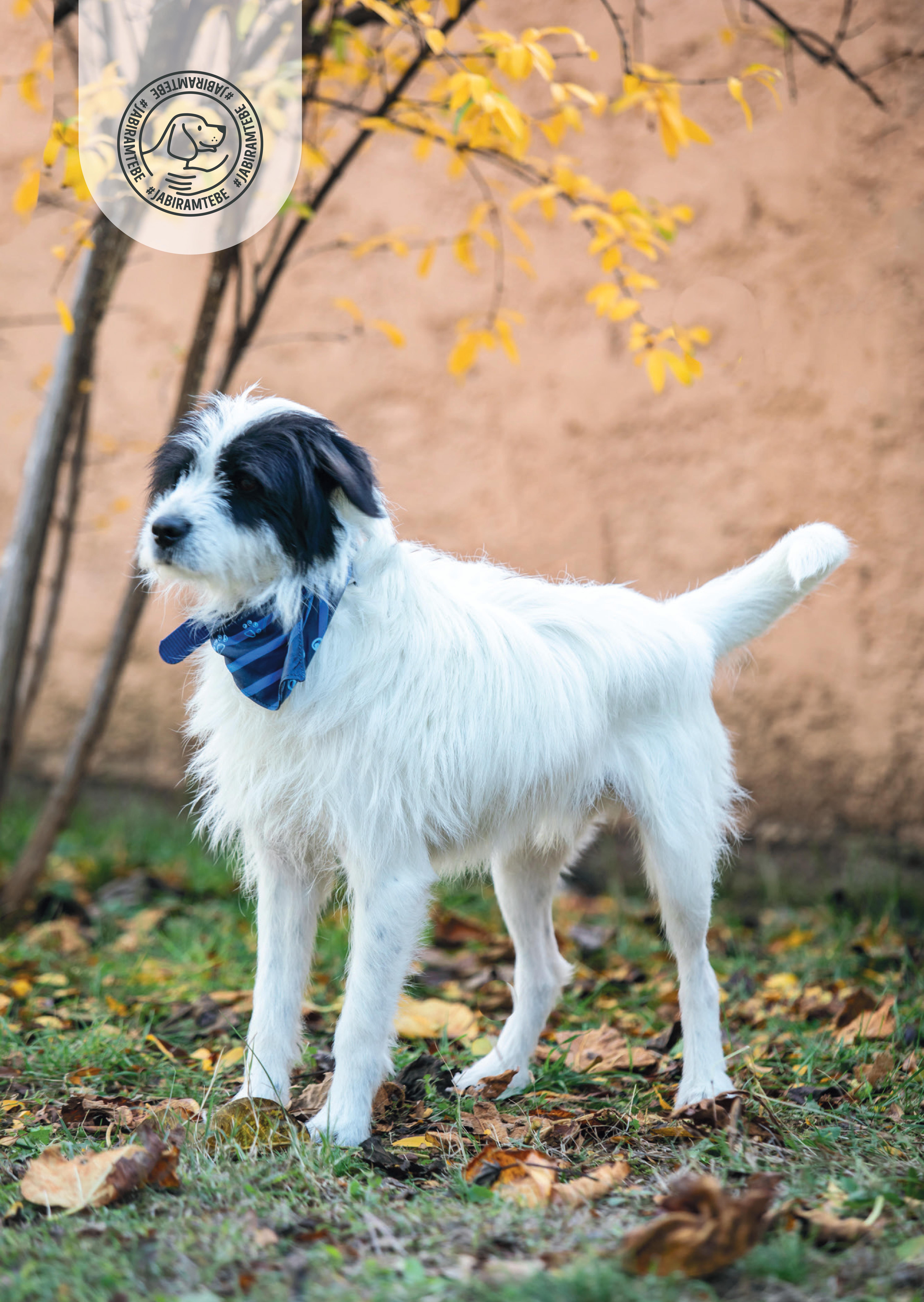 Udomi ljubimca kroz akciju "Ja biram tebe"