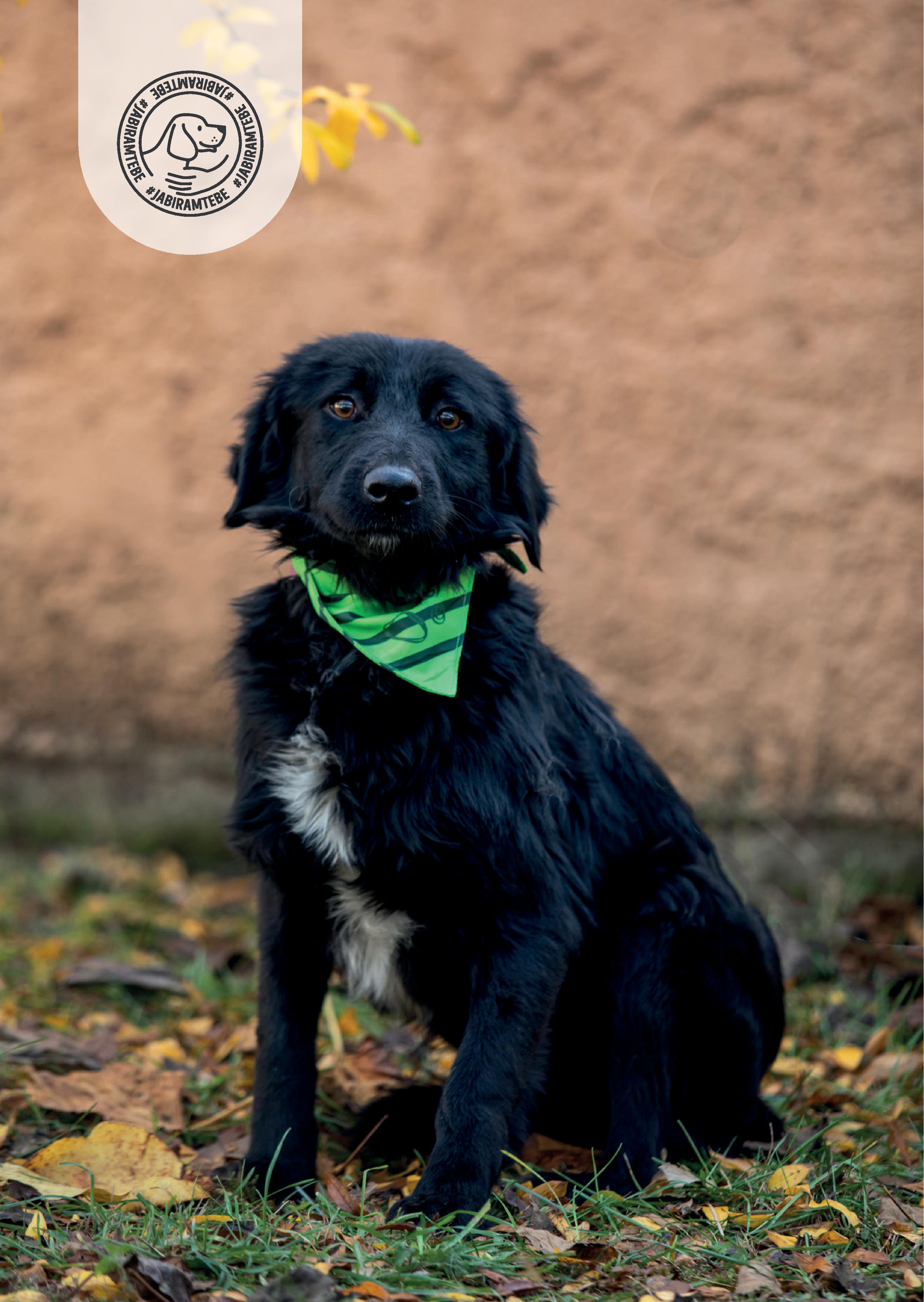 Udomi ljubimca kroz akciju "Ja biram tebe"