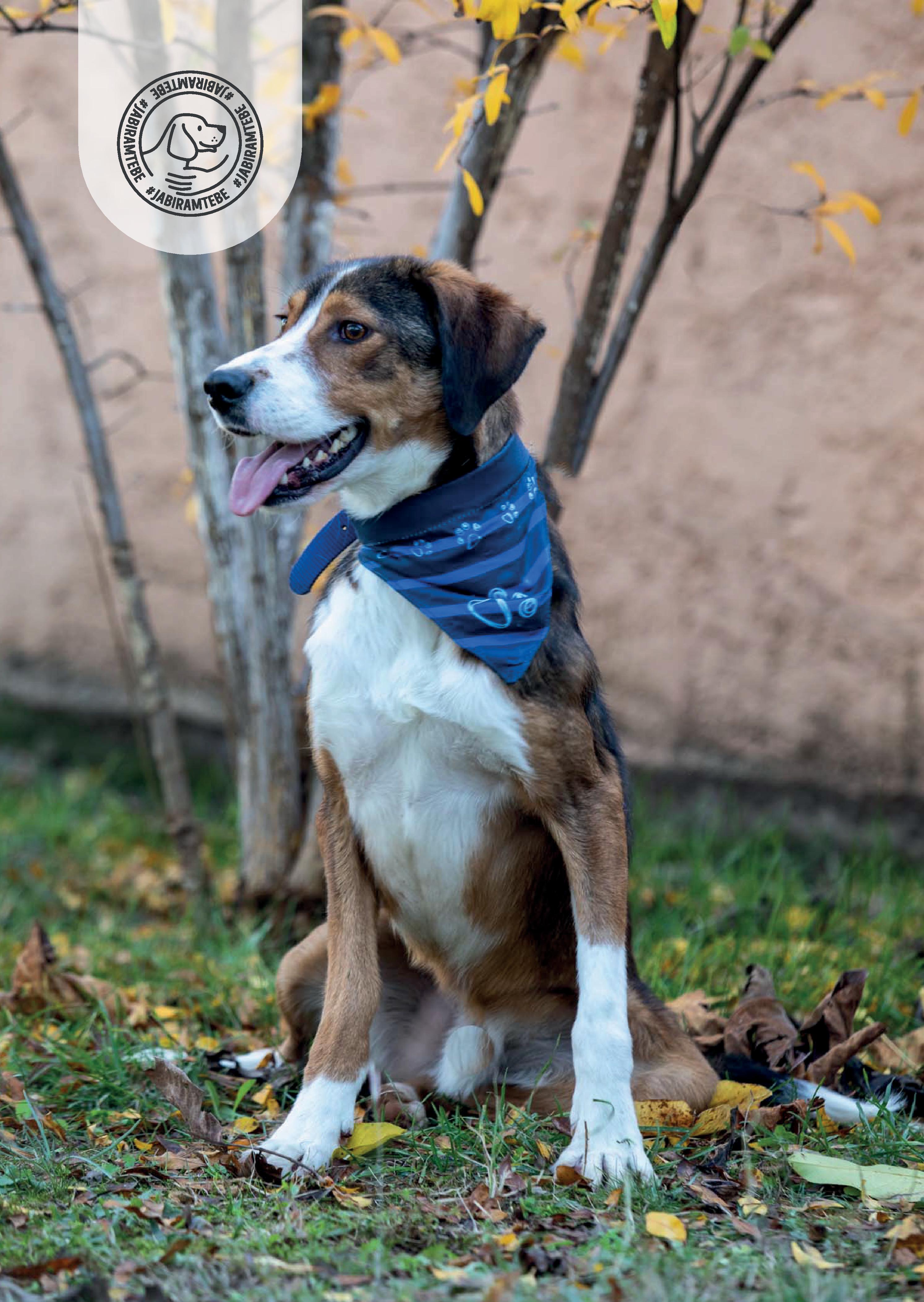 Udomi ljubimca kroz akciju "Ja biram tebe"