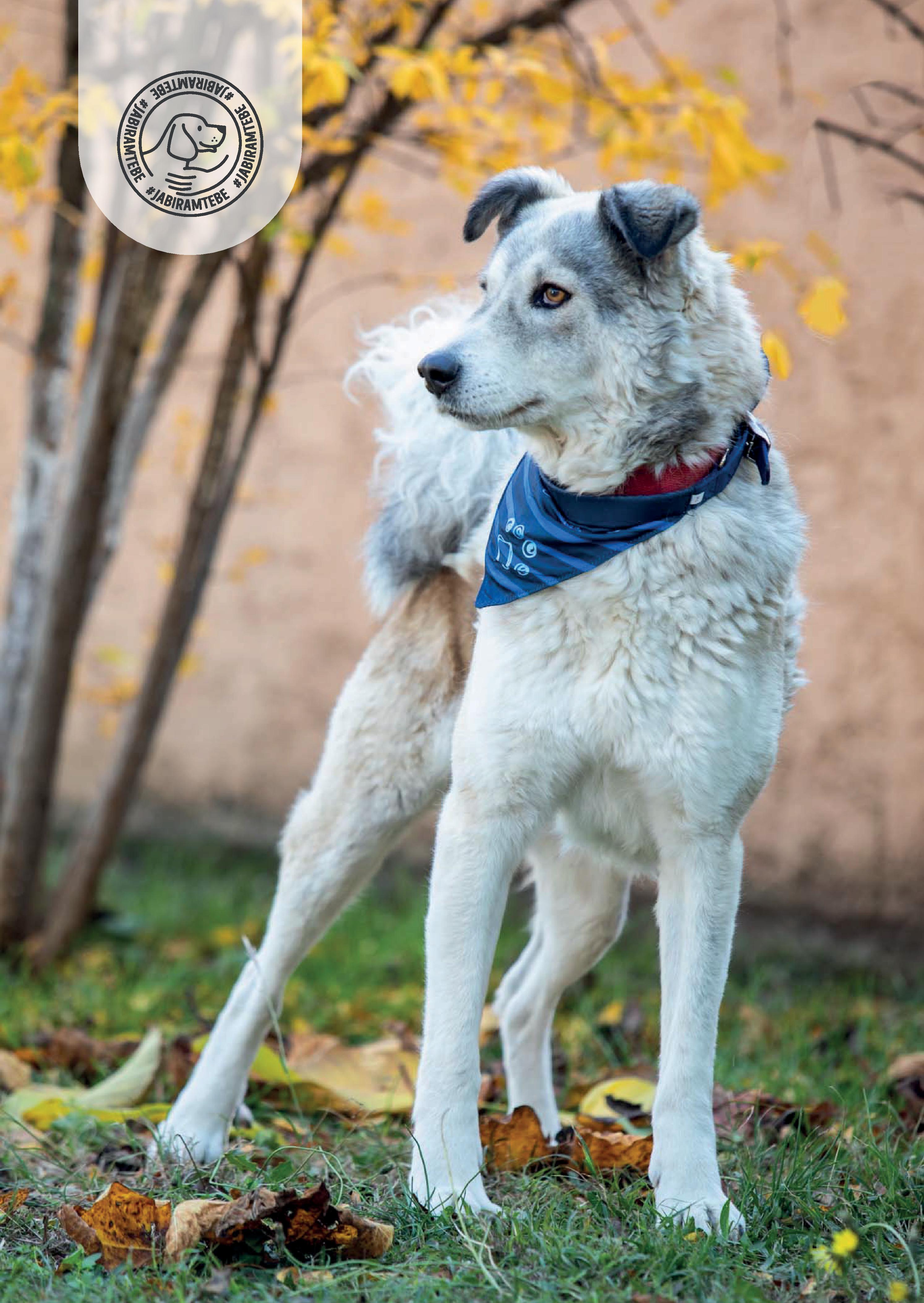 Udomi ljubimca kroz akciju "Ja biram tebe"