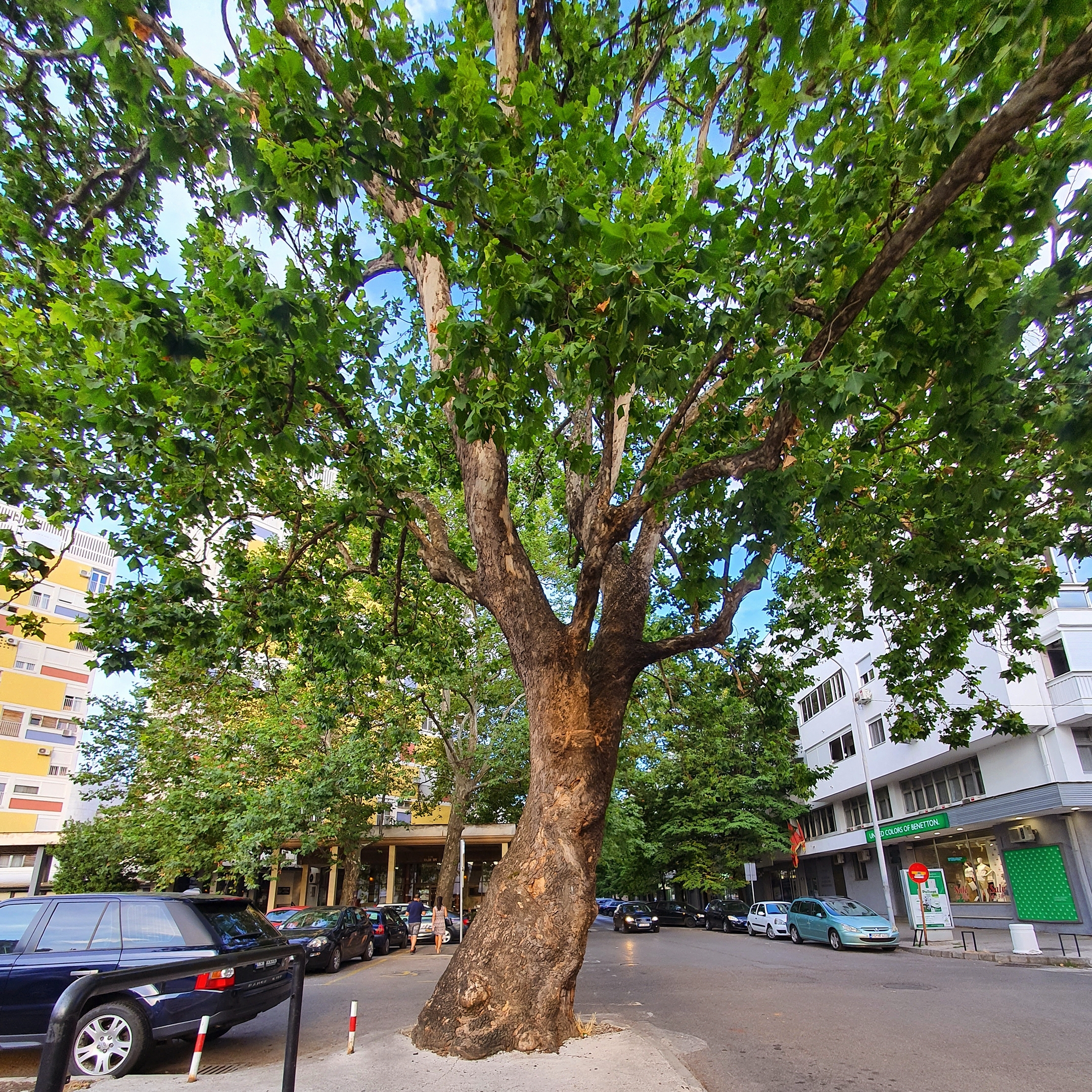 Najstarije stablo u Podgorici dio buduće Mikro 020 lokacije u centru grada
