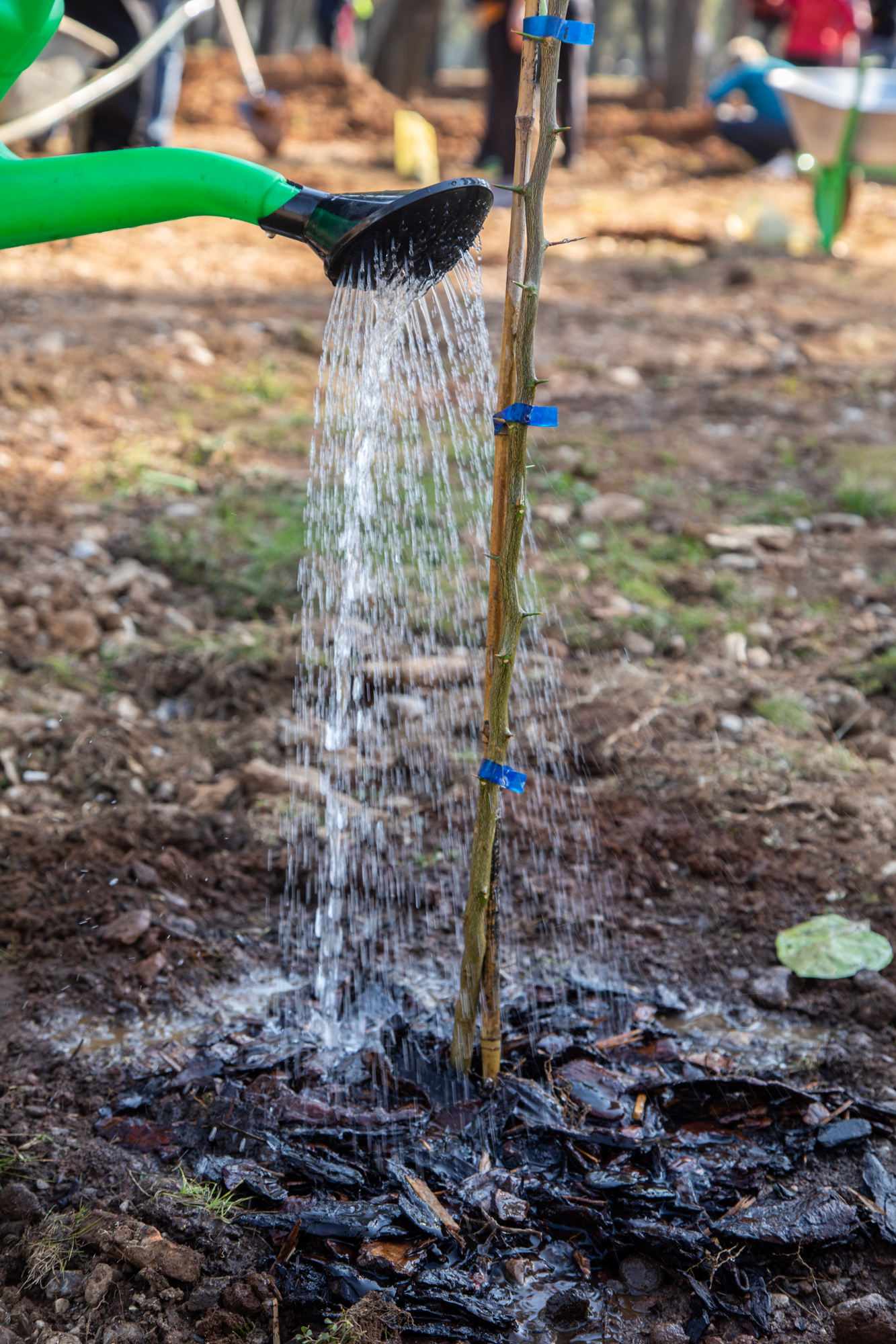 Realizovana prva akcija sadnje u okviru projekta Urbane bašte