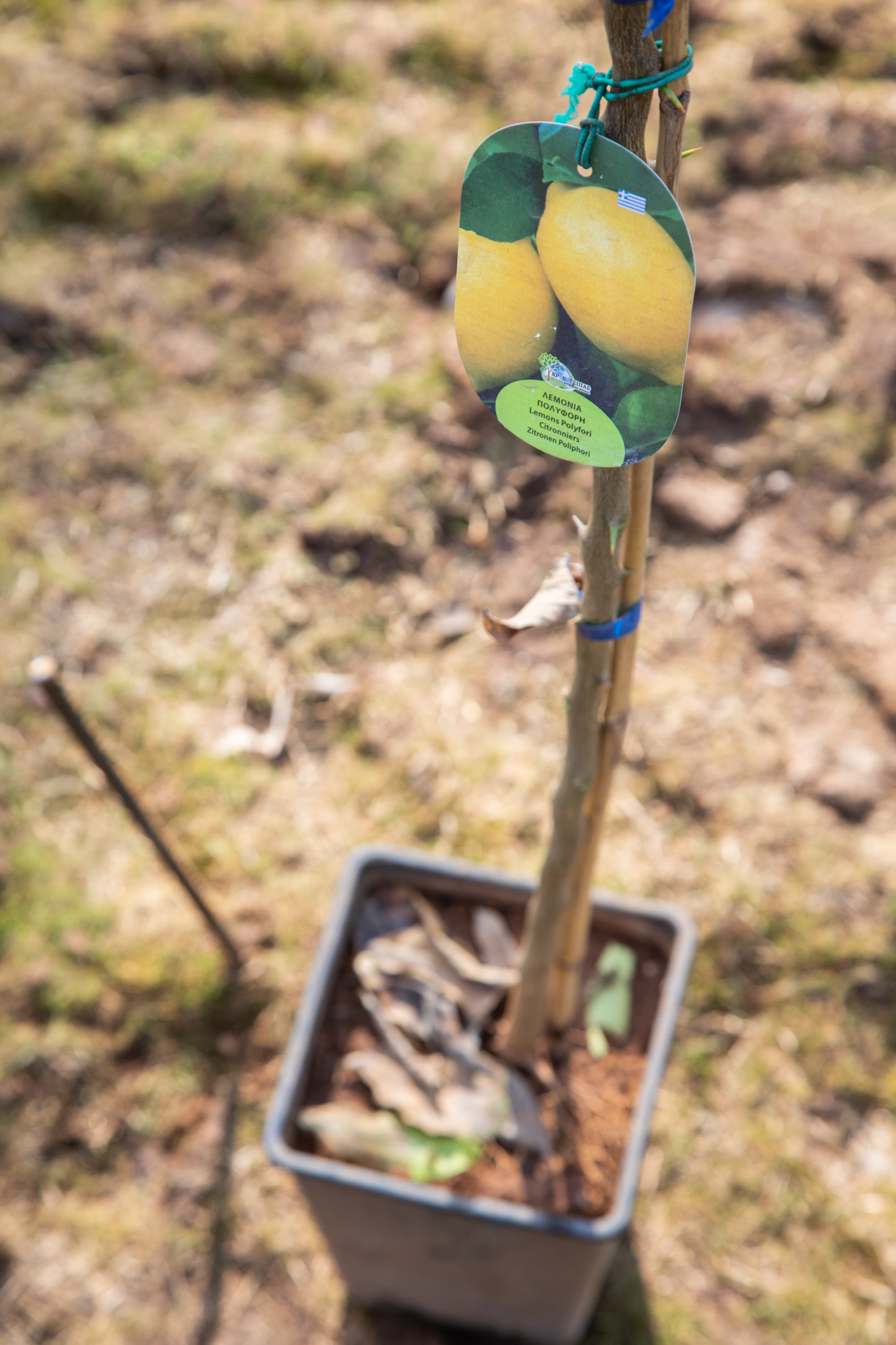 Realizovana prva akcija sadnje u okviru projekta Urbane bašte