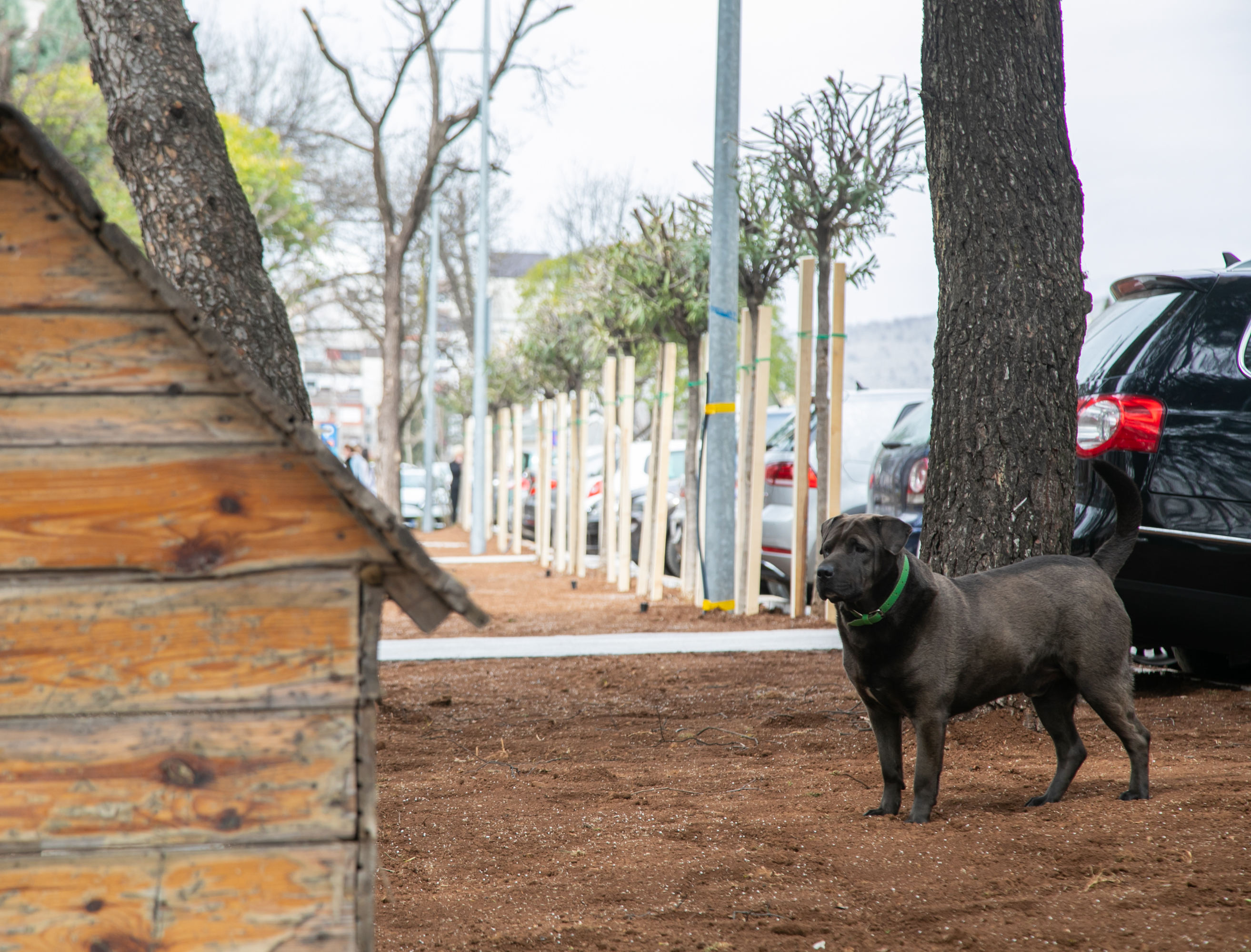 Uređen kutak u Ulici Vasa Raičkovića rezultat saradnje Glavnog grada, studenata i lokalne zajednice