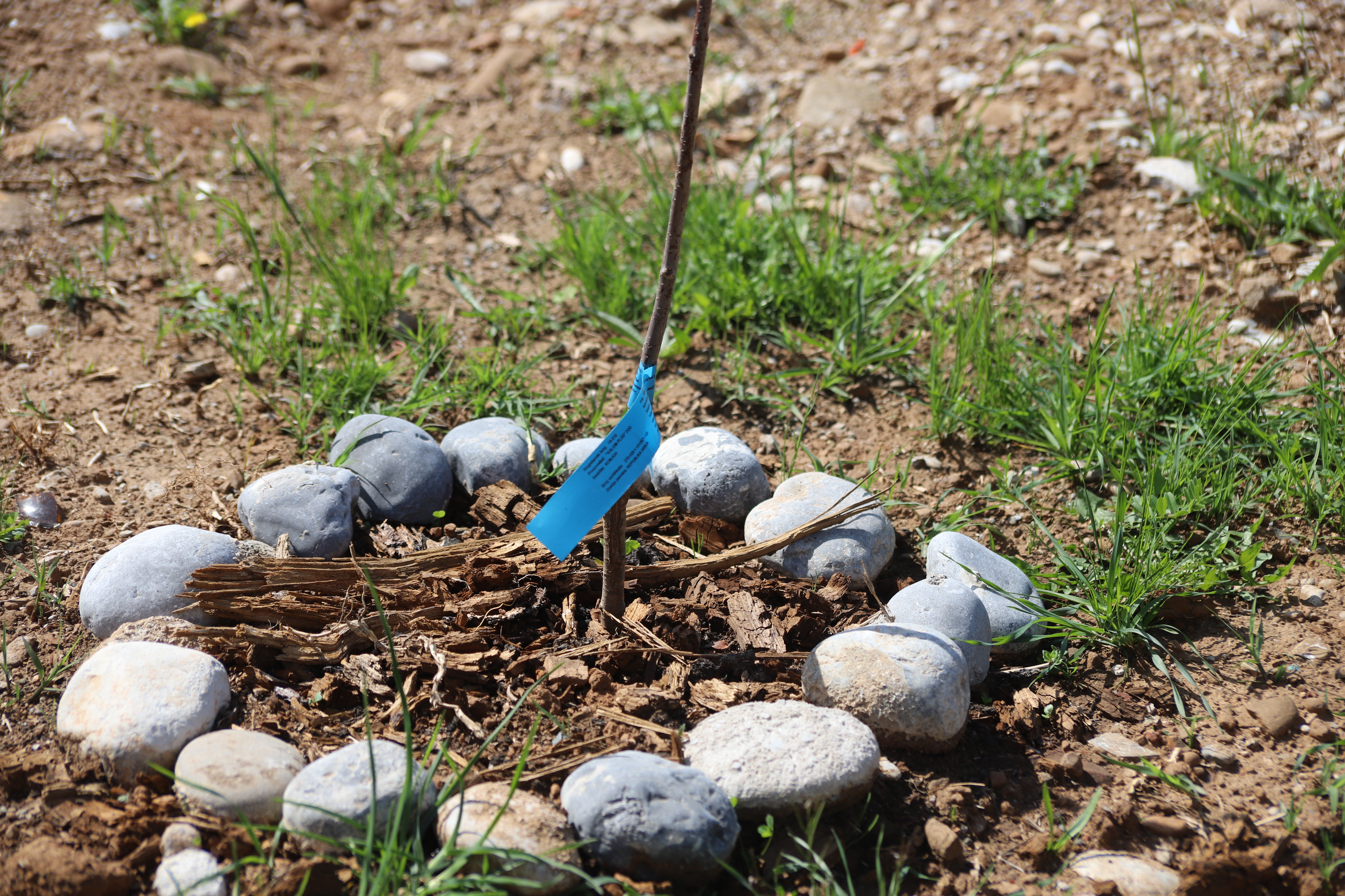 Zvanično otvorena prva urbana bašta u Podgorici; Mjesto koje će podstaći osjećaj zajedništva