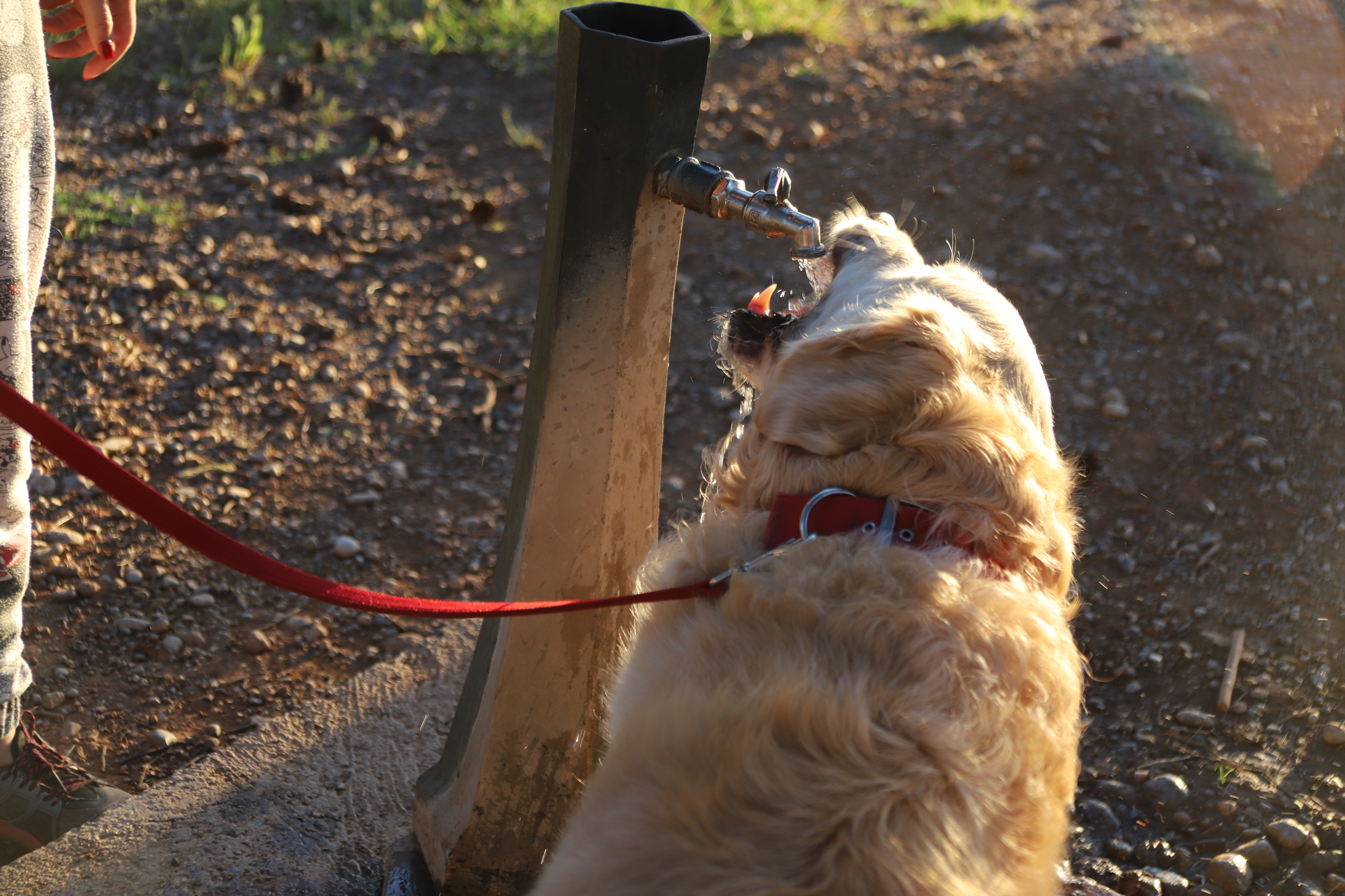 Veliko interesovanje građana za učešće u osmišljavanju najvećeg parka u Podgorici; Već pristižu sjajne ideje