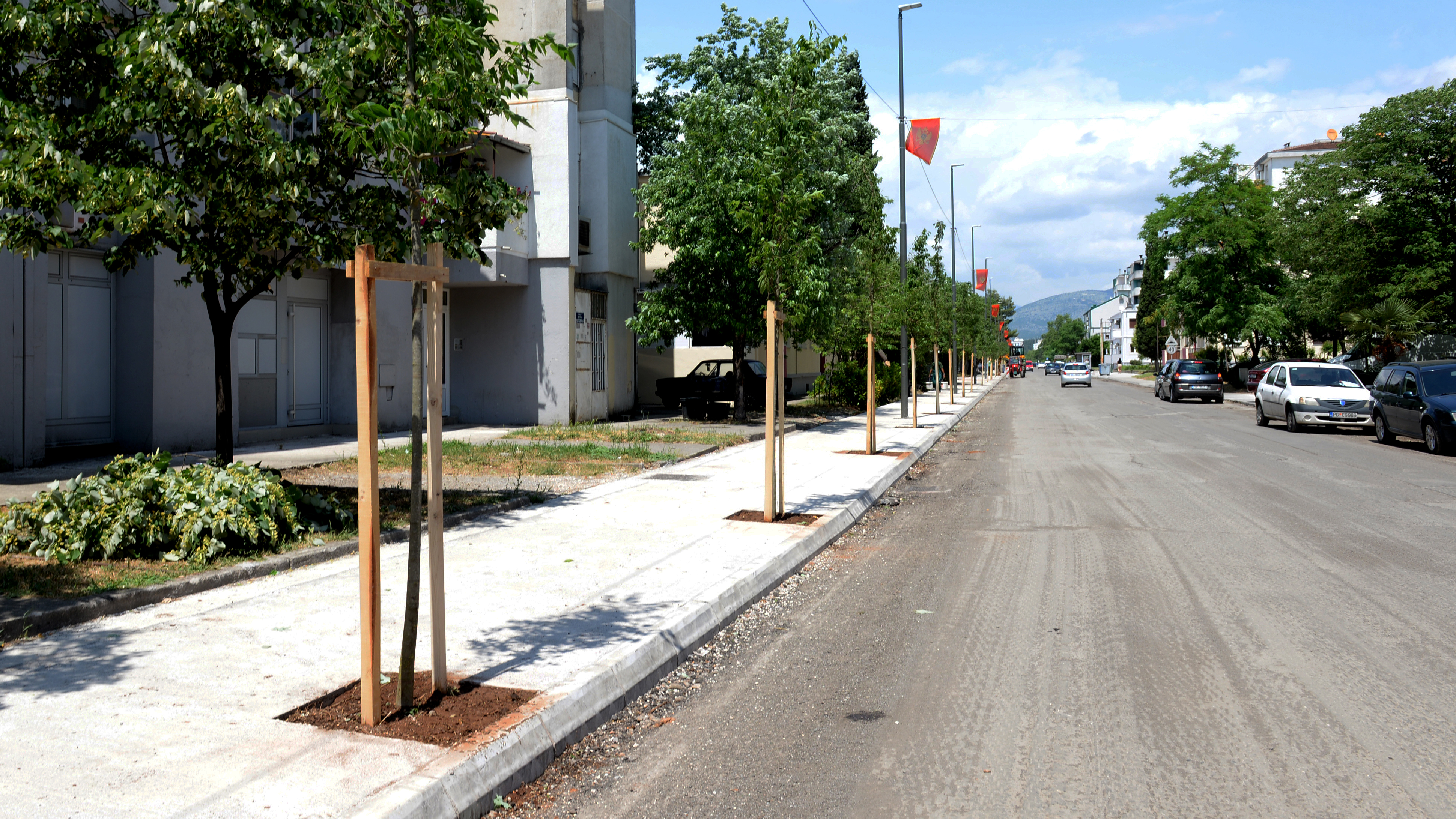 Novi drvored u Ulici kralja Nikole