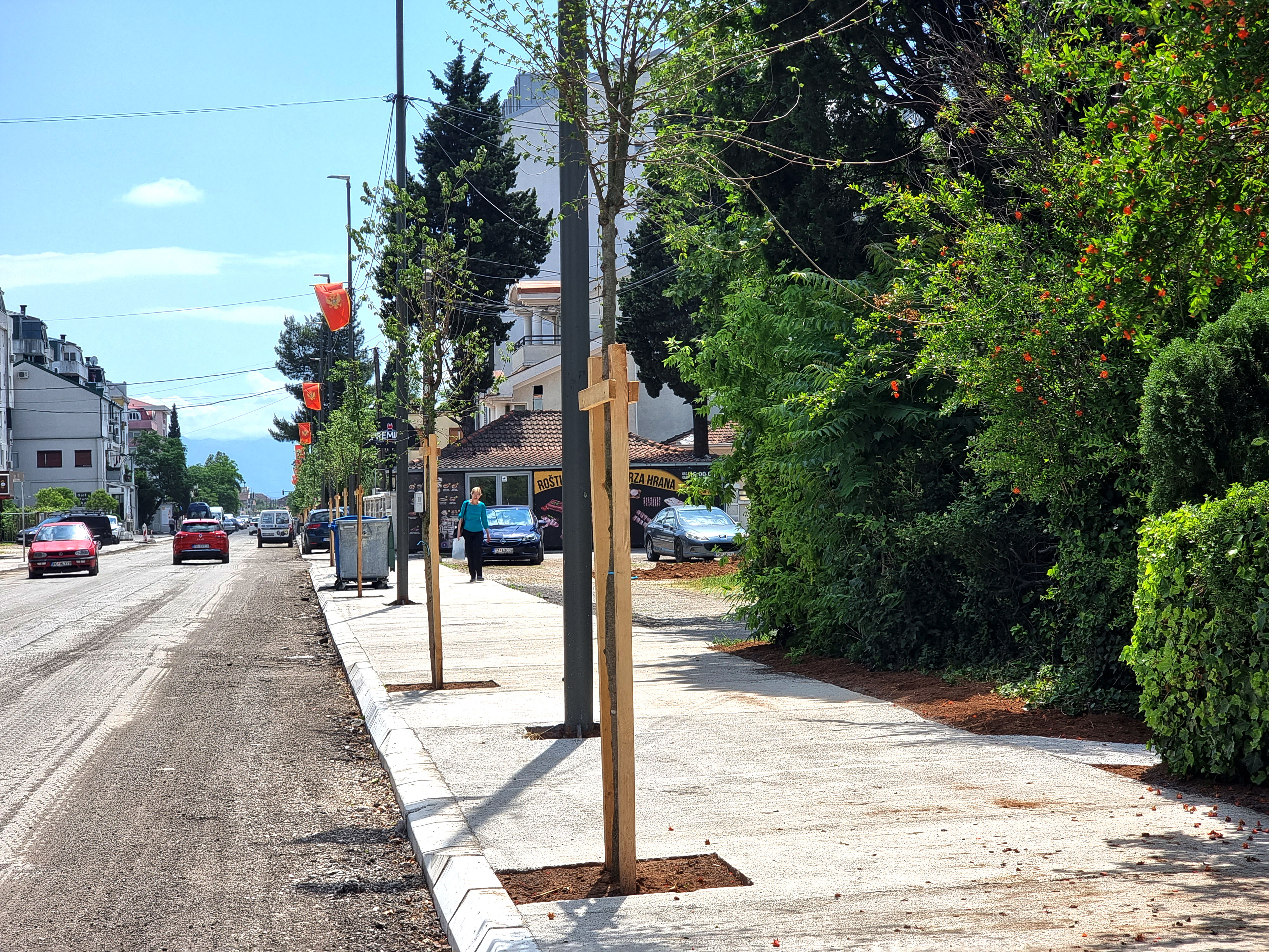 Novi drvored u Ulici kralja Nikole