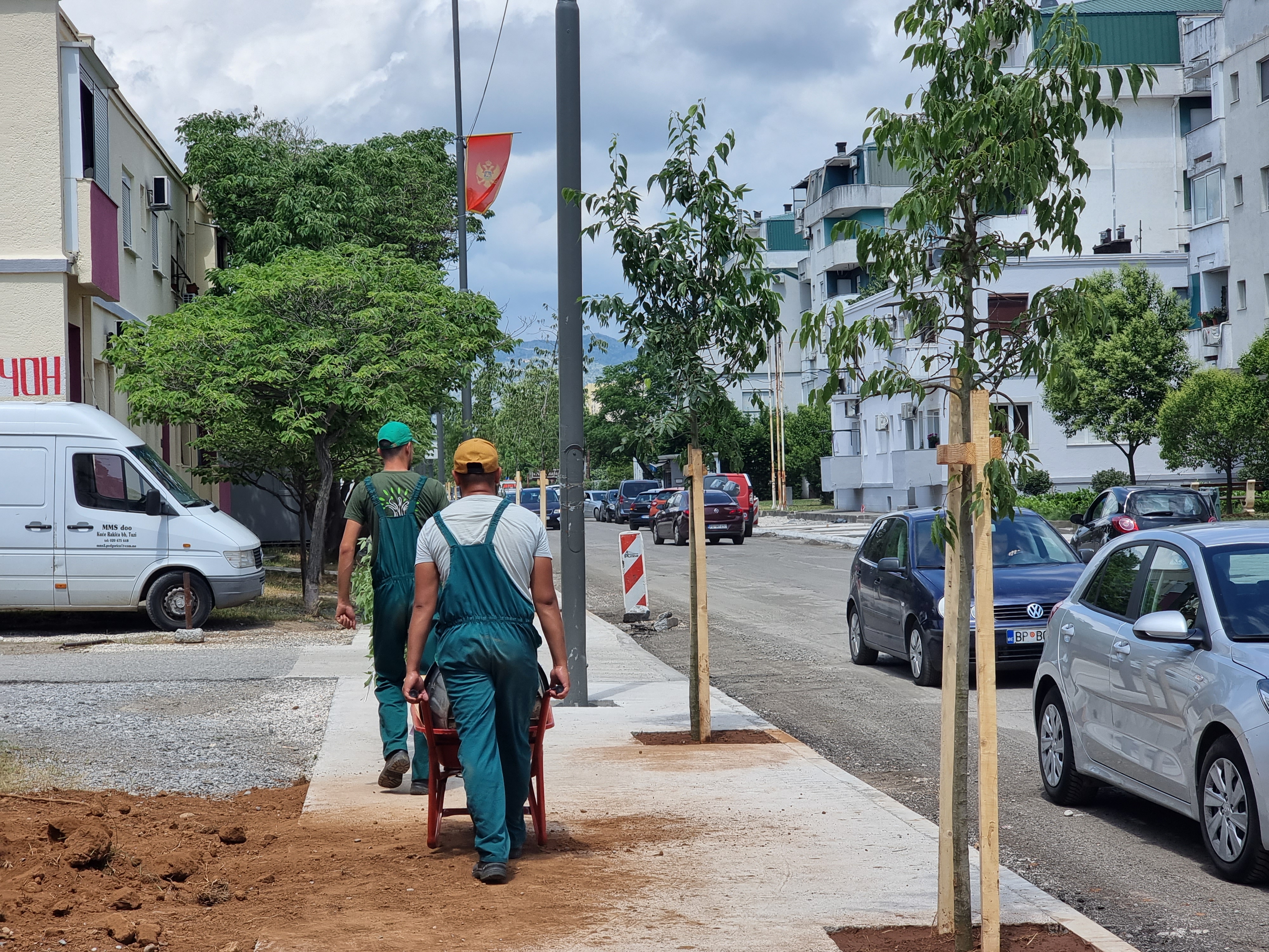Novi drvored u Ulici kralja Nikole