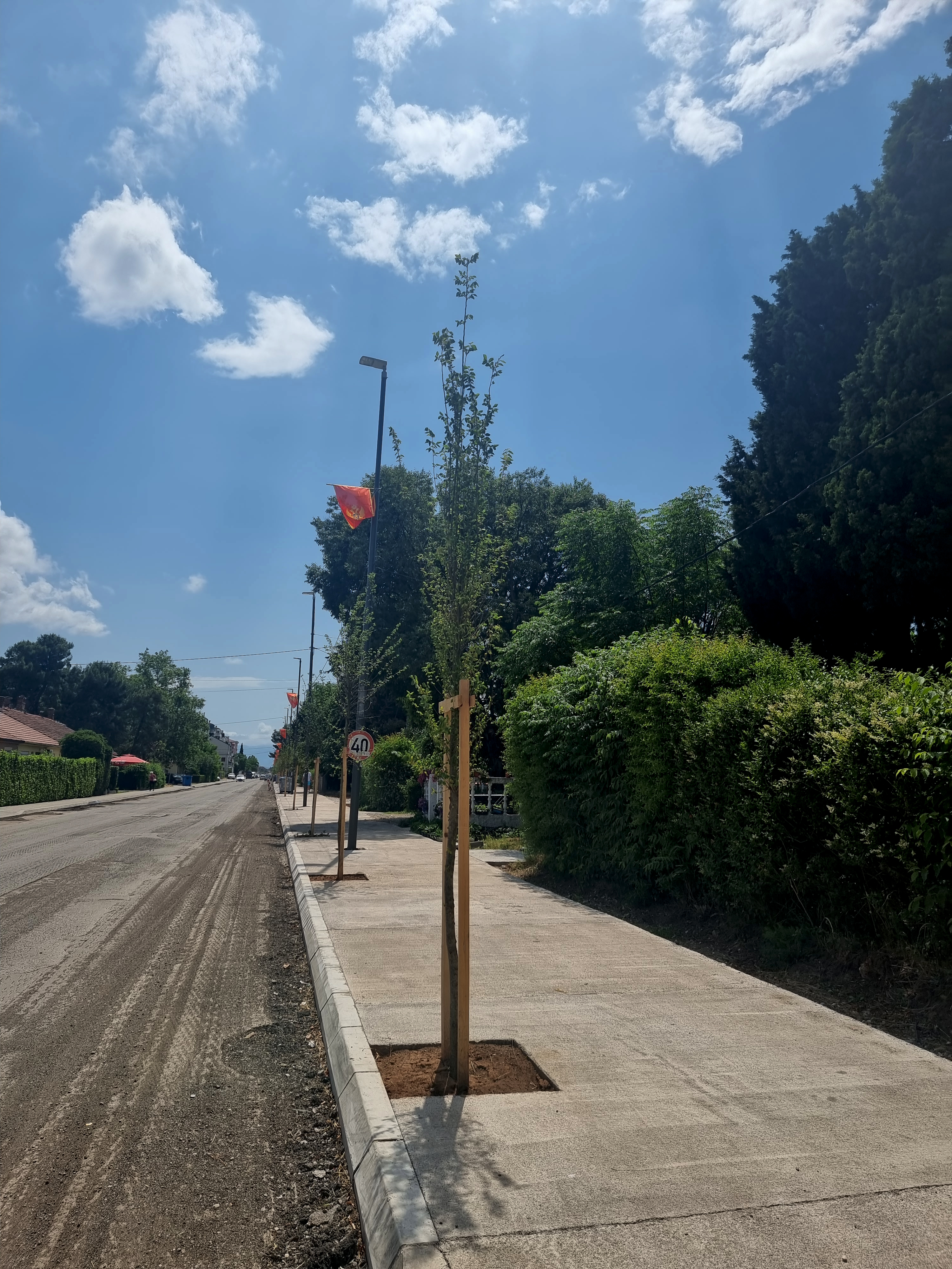 Novi drvored u Ulici kralja Nikole