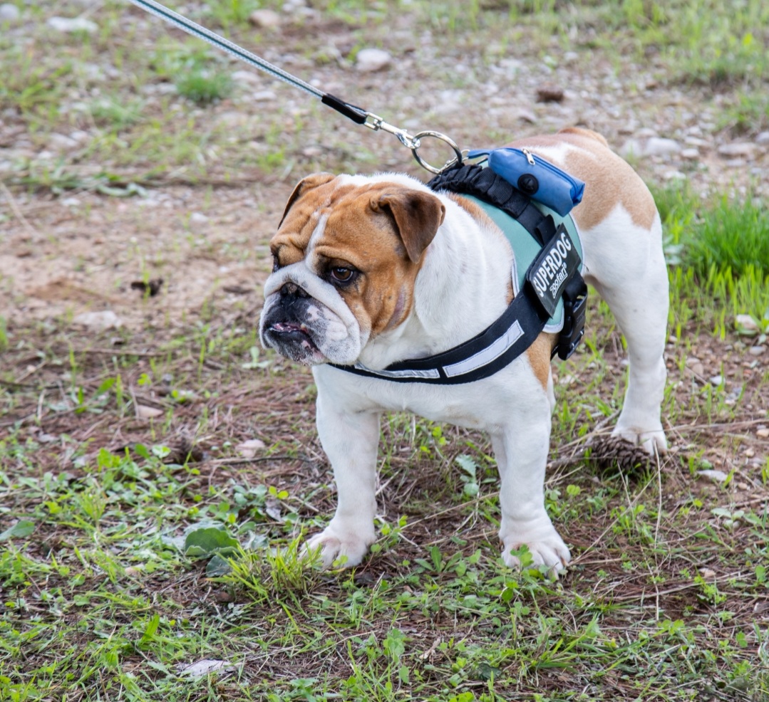 Podgorica dobila park za pse