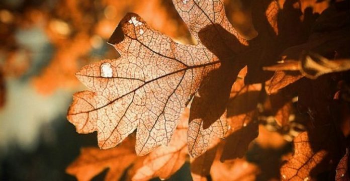 ODREĐENE LOKACIJE ZA IZLAGANJE BADNJAKA U PODGORICI