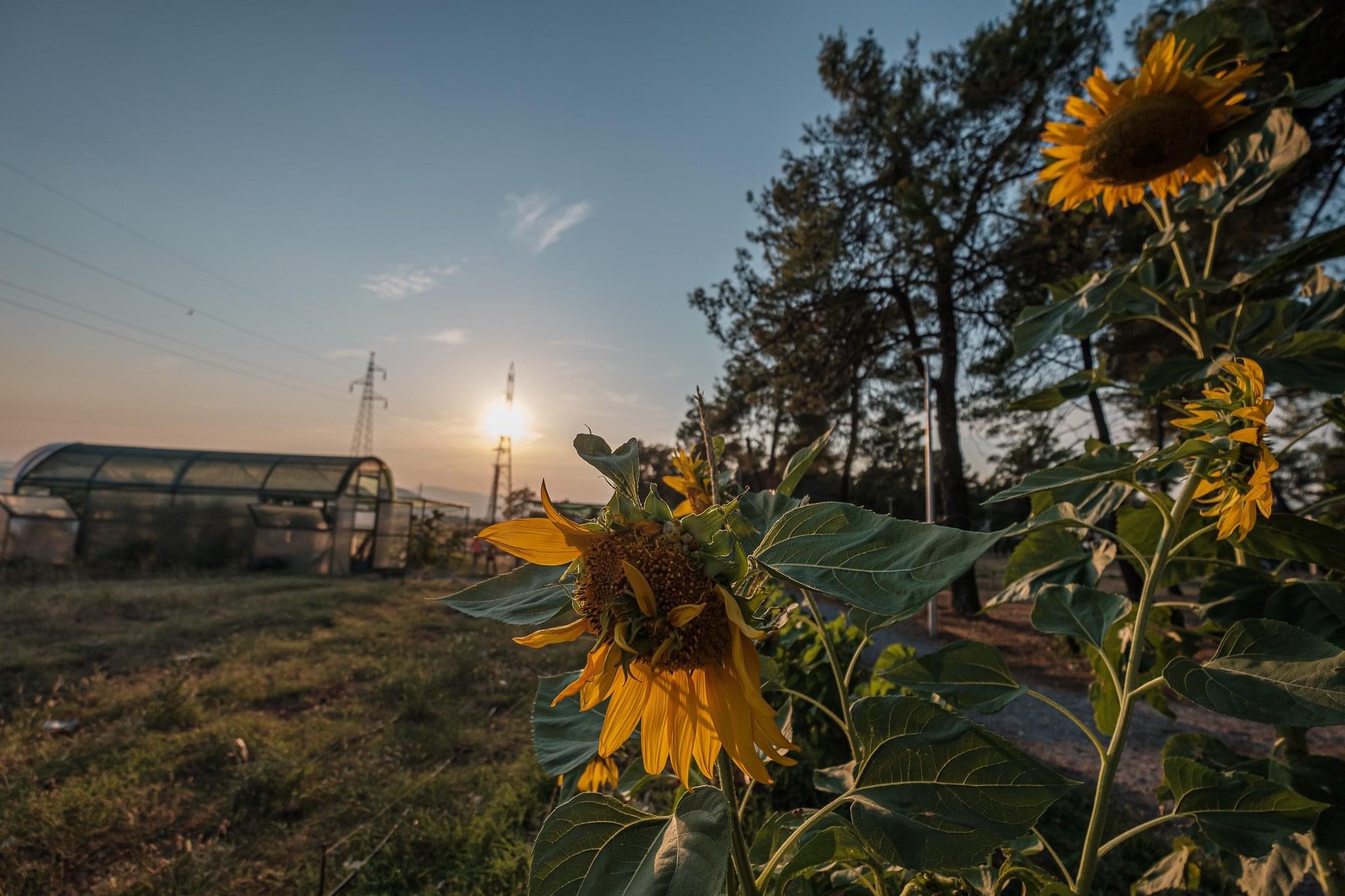 Podržite zelenu priču u srcu Glavnog grada; Glasajte za projekat Urbana bašta Podgorica- finalistu New European Bauhuas takmičenja