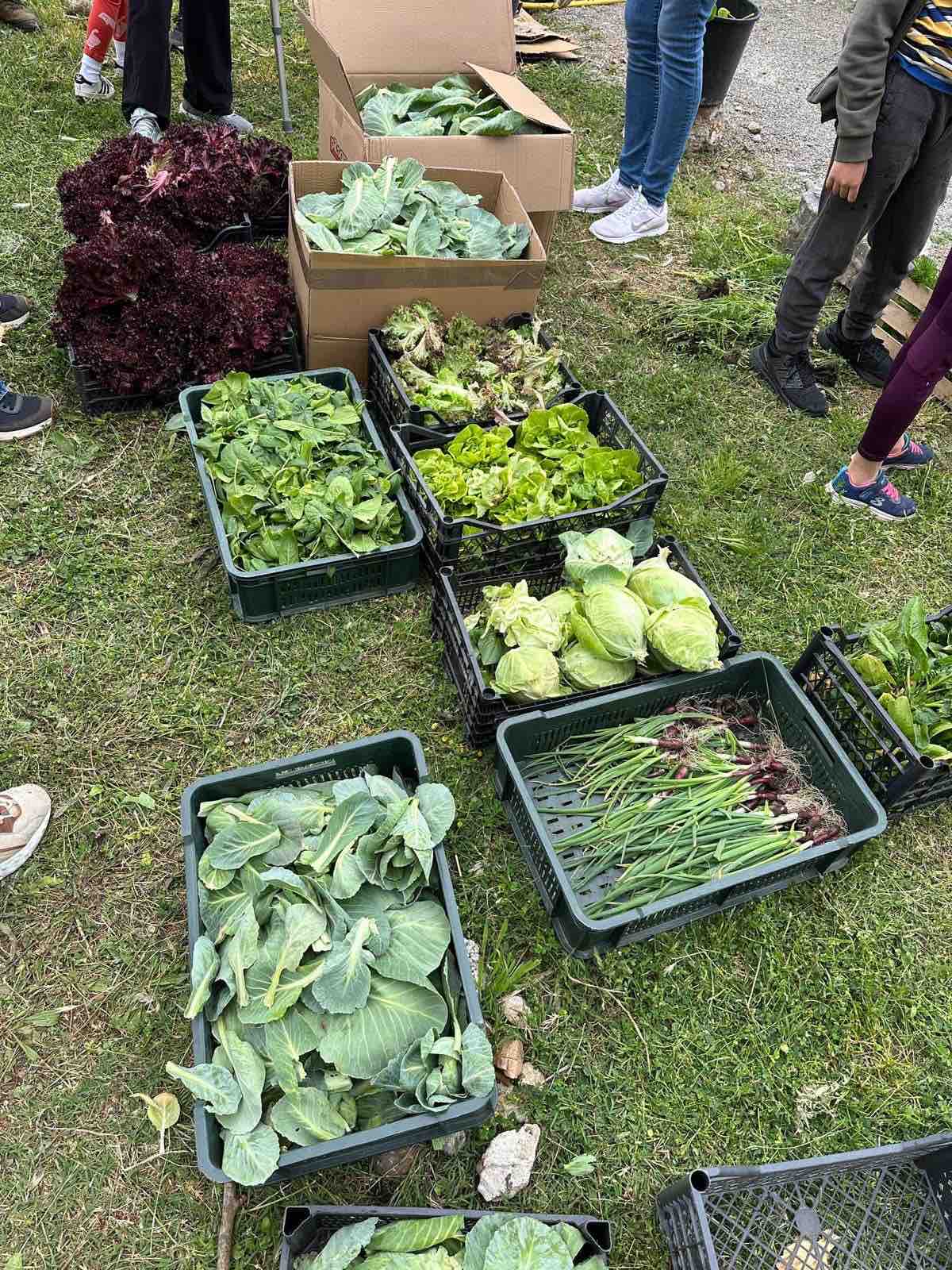 Podržite zelenu priču u srcu Glavnog grada; Glasajte za projekat Urbana bašta Podgorica- finalistu New European Bauhuas takmičenja