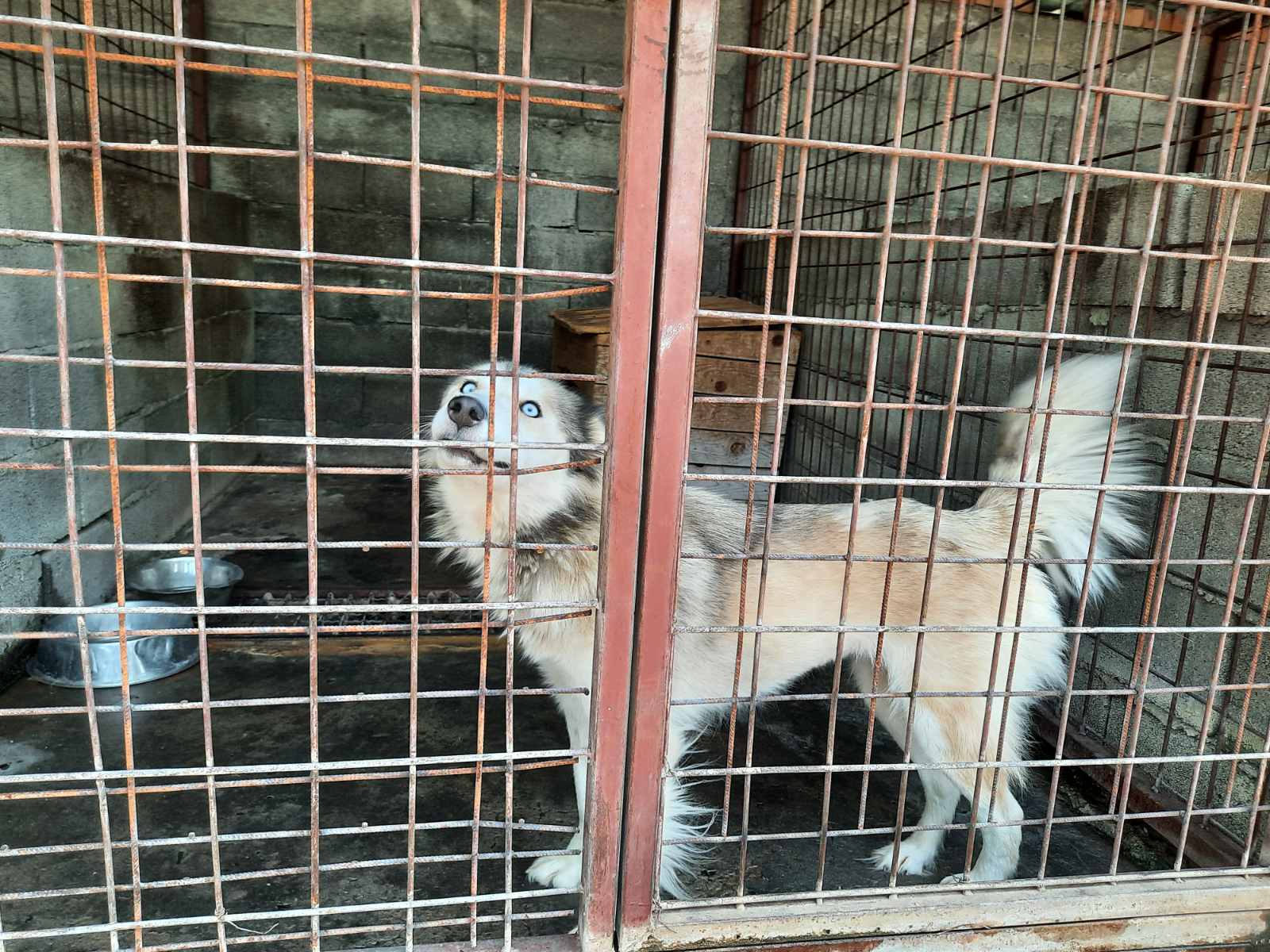 Udomi- ne kupuj; Sklonište za napuštene kućne ljubimce u subotu otvoreno za posjete u još jednom terminu