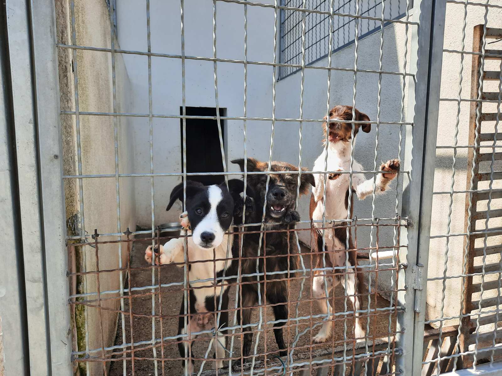 Udomi- ne kupuj; Sklonište za napuštene kućne ljubimce u subotu otvoreno za posjete u još jednom terminu