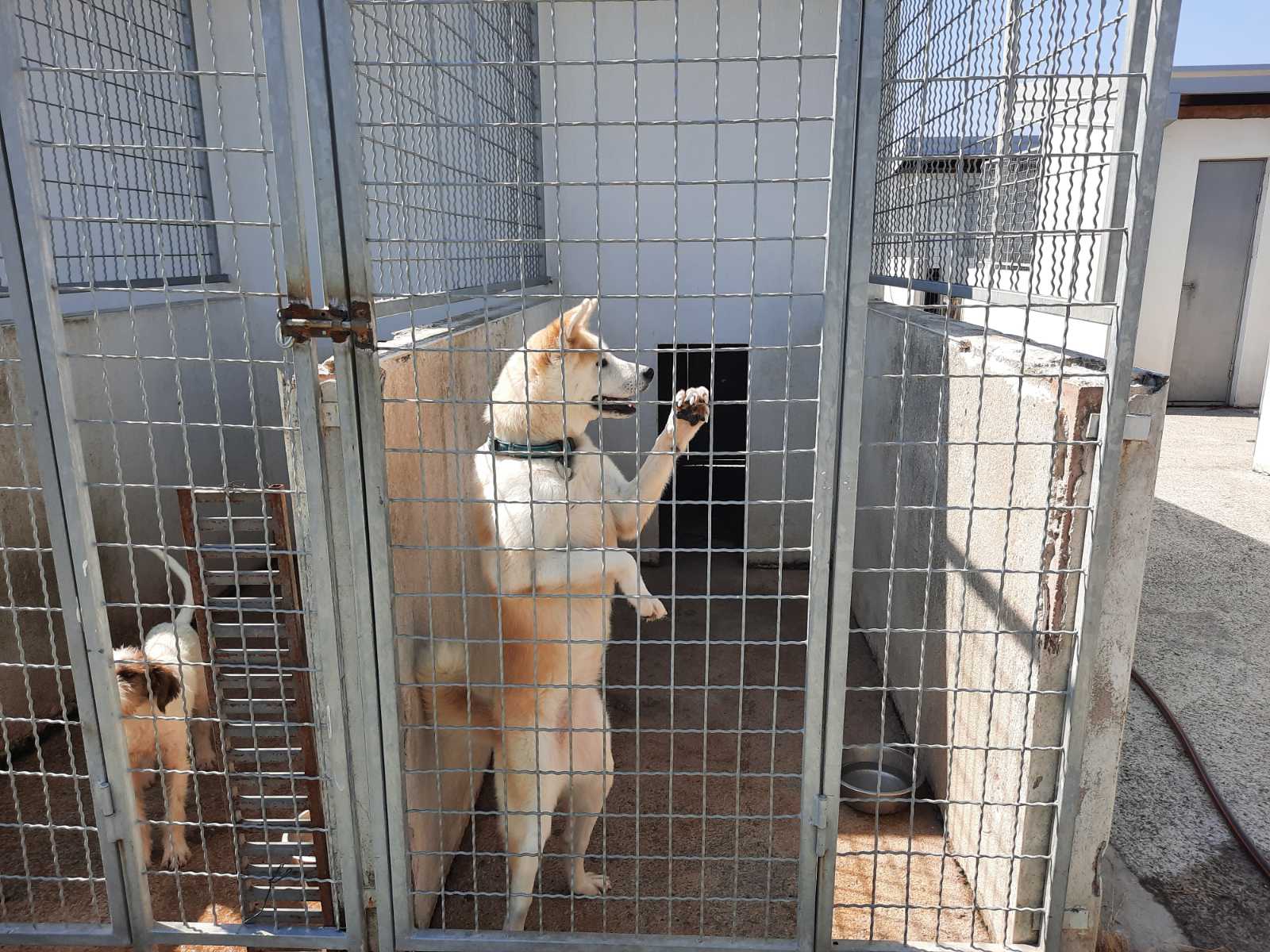 Udomi- ne kupuj; Sklonište za napuštene kućne ljubimce u subotu otvoreno za posjete u još jednom terminu