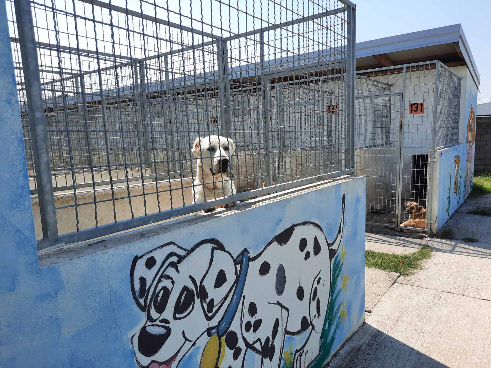 Udomi- ne kupuj; Sklonište za napuštene kućne ljubimce u subotu otvoreno za posjete u još jednom terminu