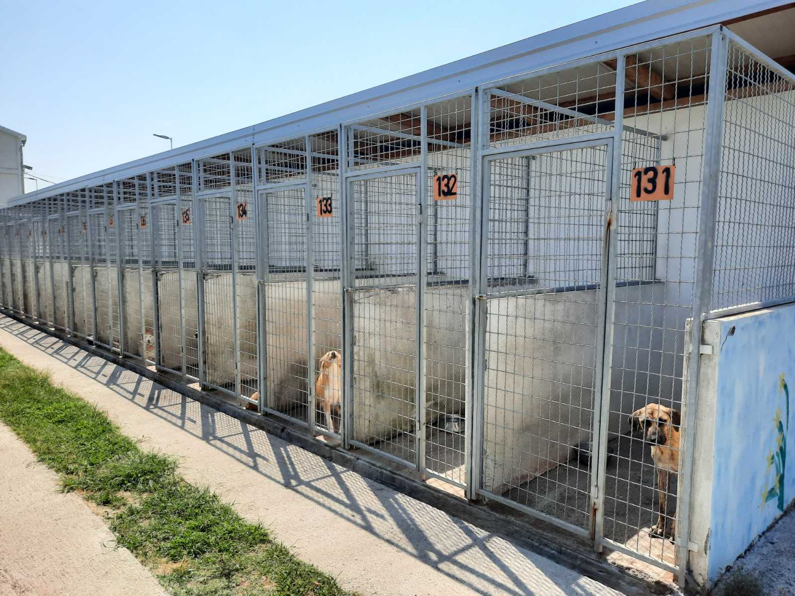 Udomi- ne kupuj; Sklonište za napuštene kućne ljubimce u subotu otvoreno za posjete u još jednom terminu