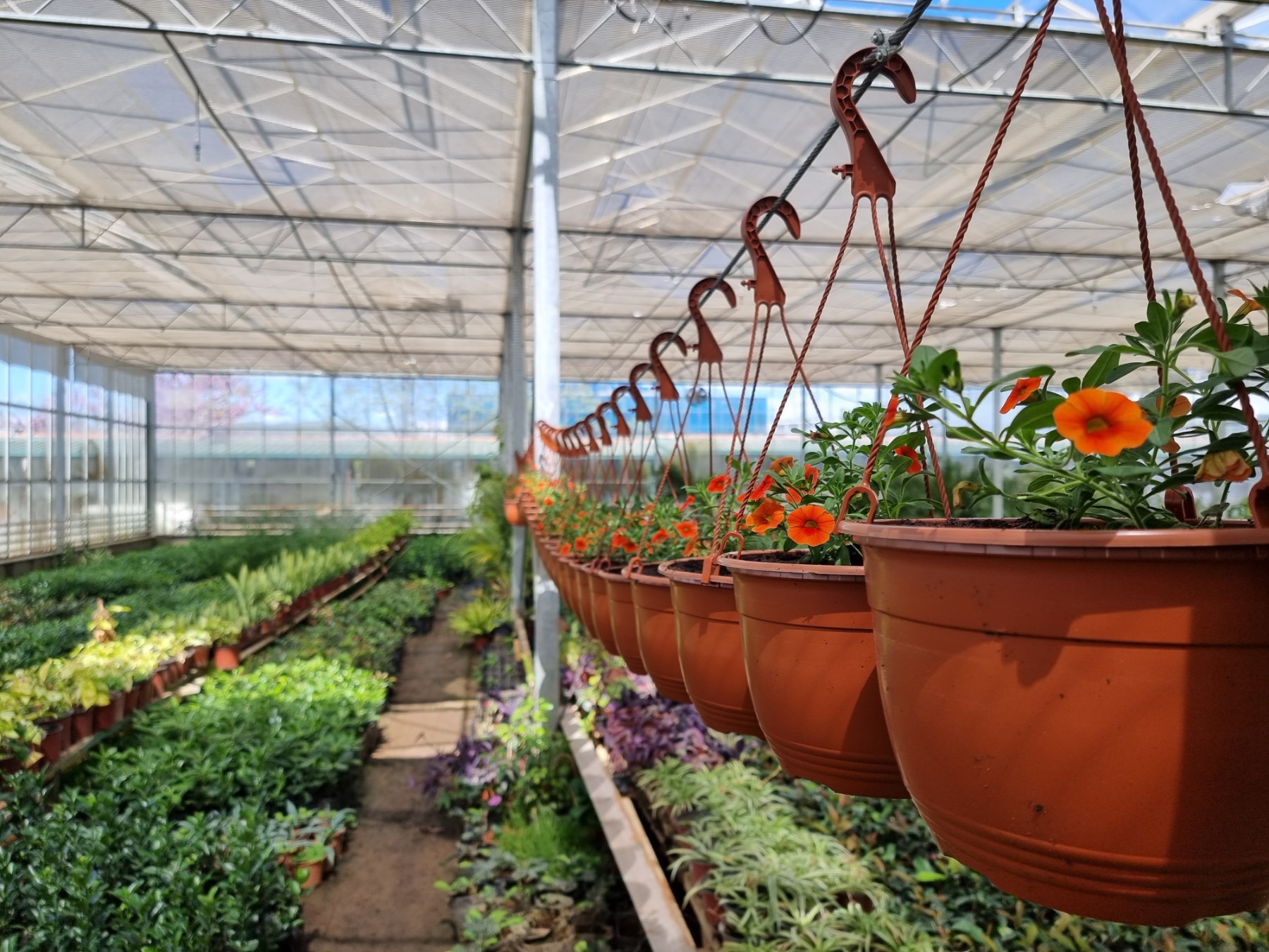 Intenzivirani radovi na proširenju kapaciteta rasadničke proizvodnje