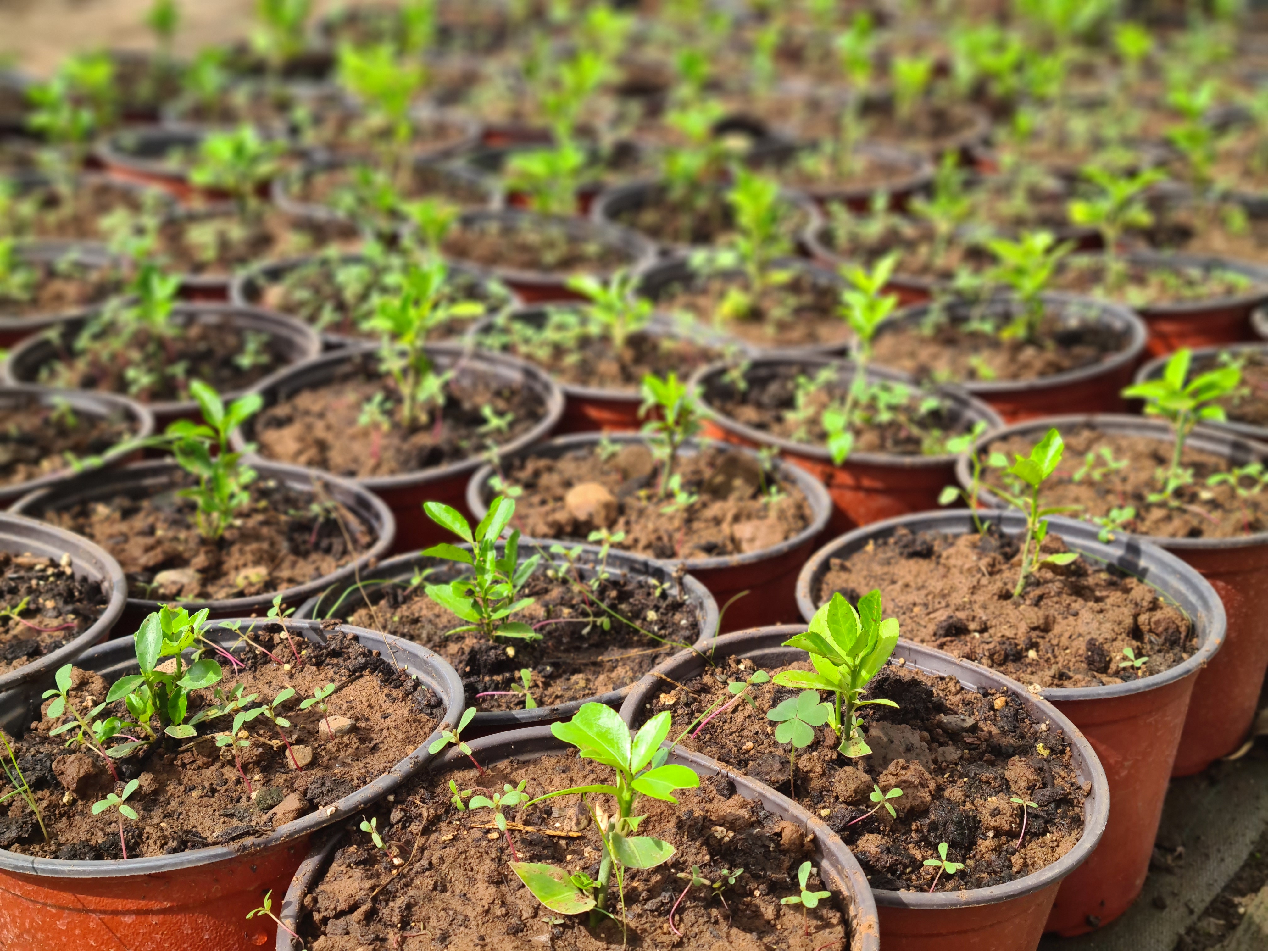 Intenzivirani radovi na proširenju kapaciteta rasadničke proizvodnje