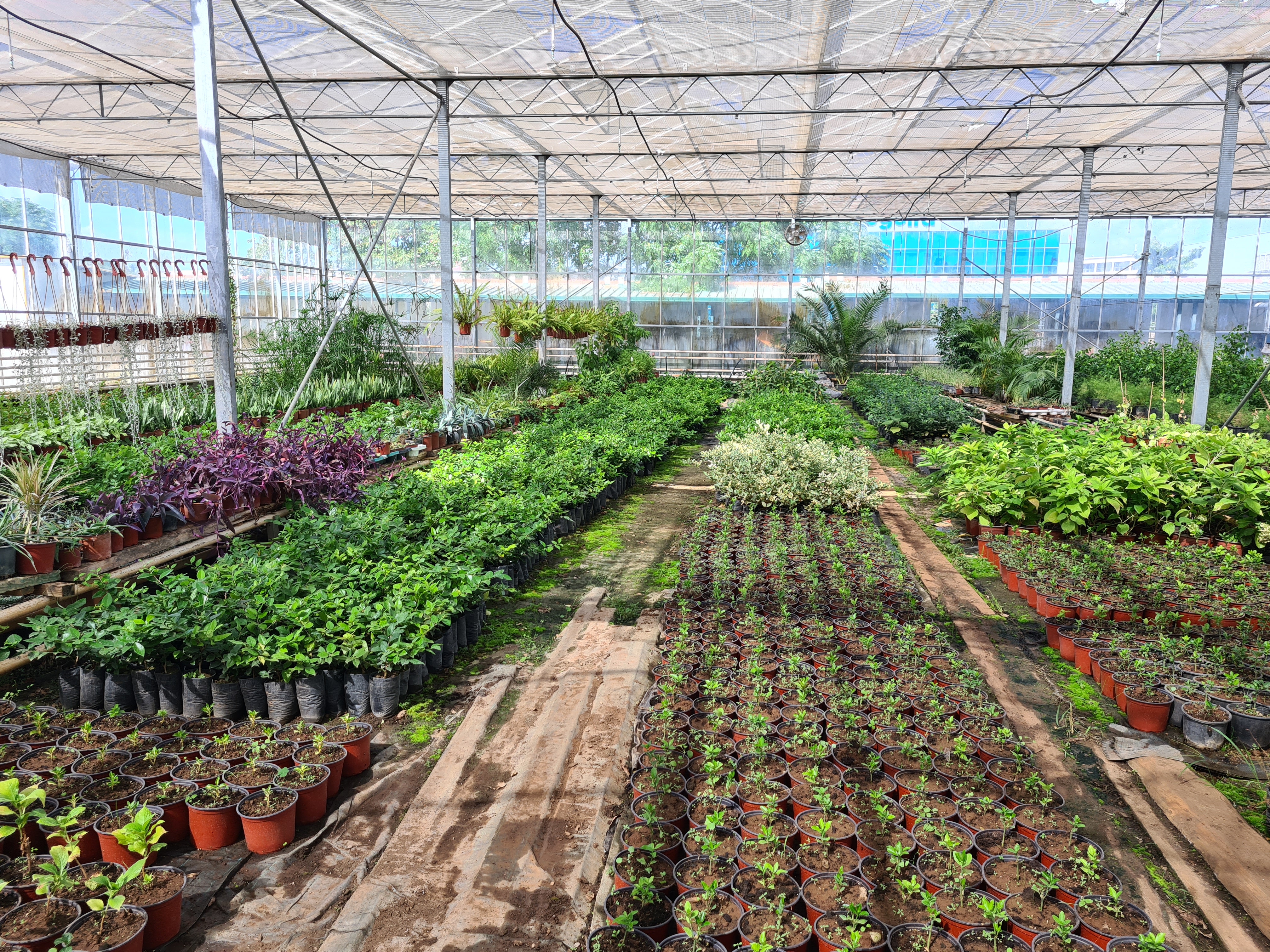 Intenzivirani radovi na proširenju kapaciteta rasadničke proizvodnje