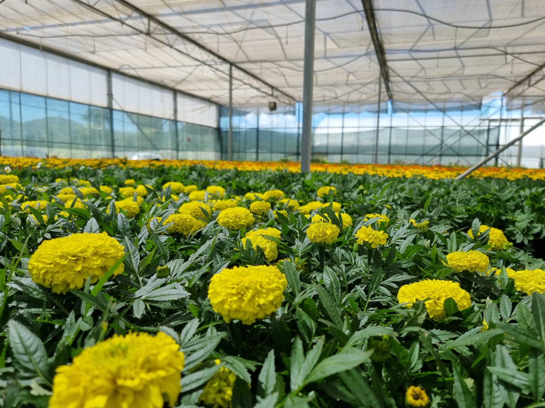 Intenzivirani radovi na proširenju kapaciteta rasadničke proizvodnje