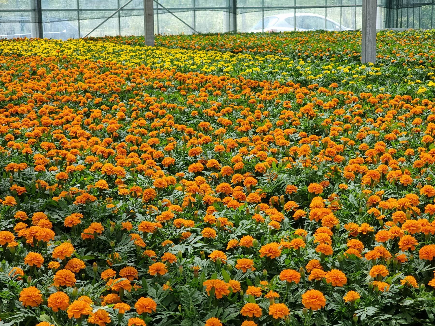 Intenzivirani radovi na proširenju kapaciteta rasadničke proizvodnje