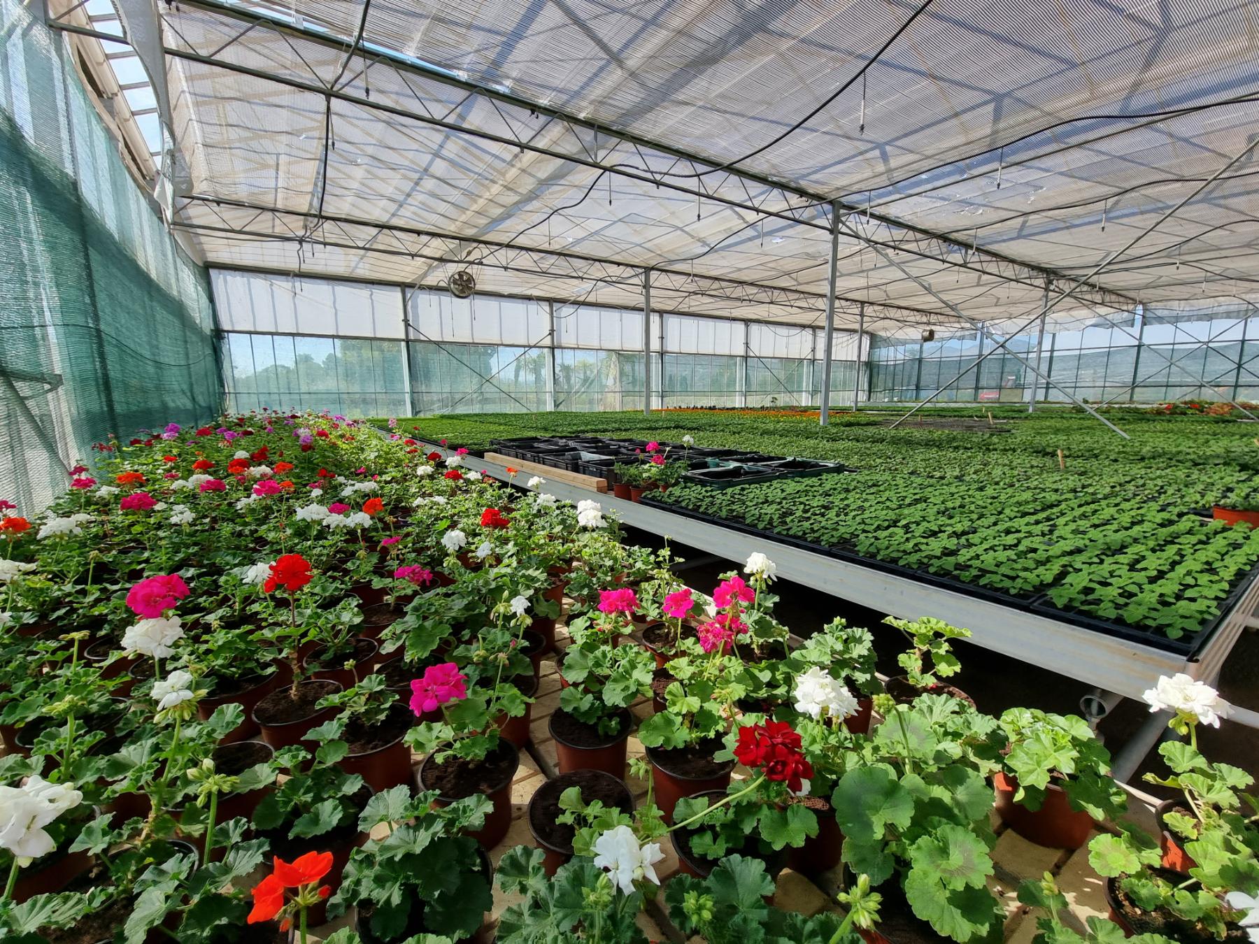 Intenzivirani radovi na proširenju kapaciteta rasadničke proizvodnje