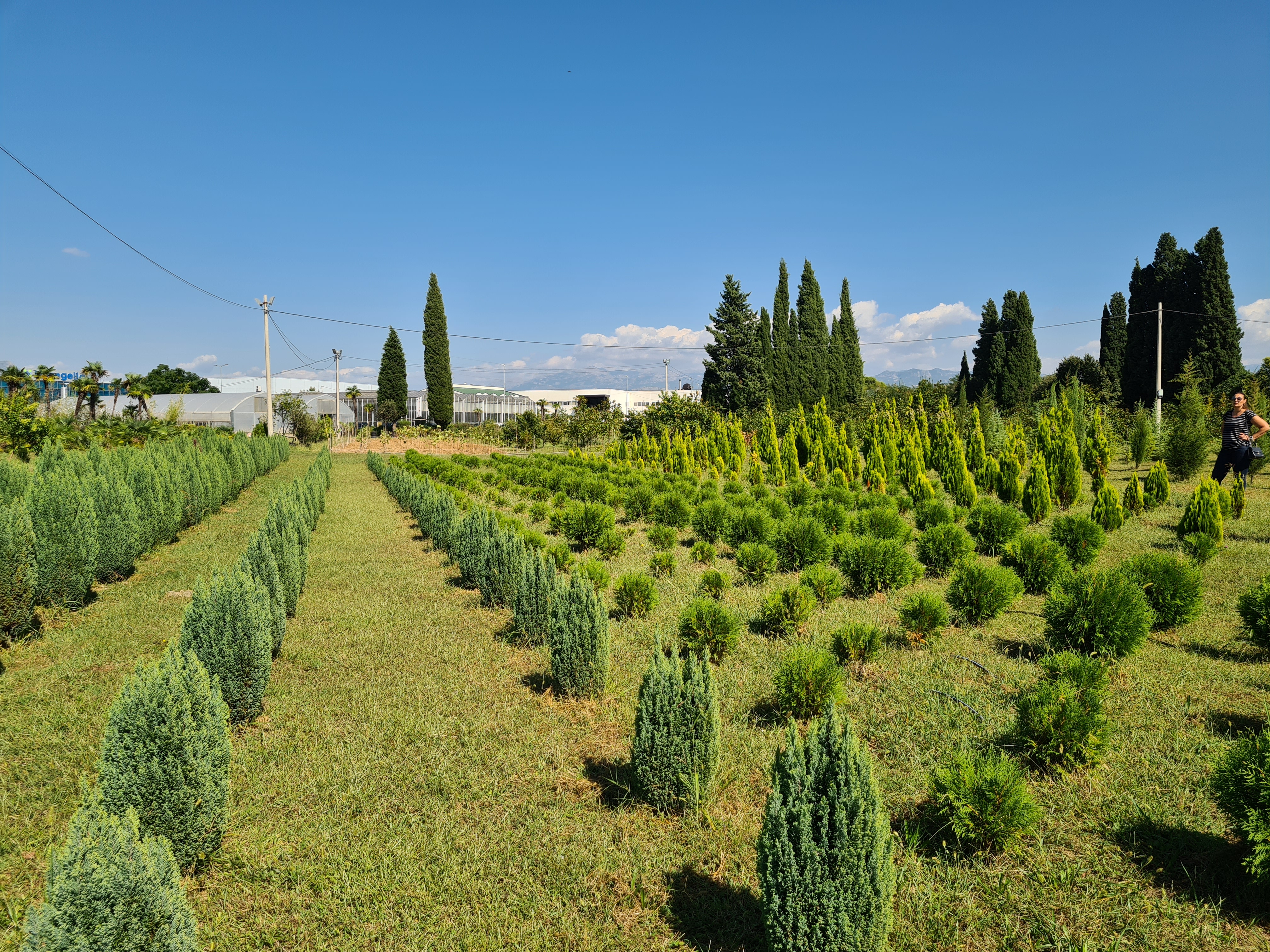 Intenzivirani radovi na proširenju kapaciteta rasadničke proizvodnje