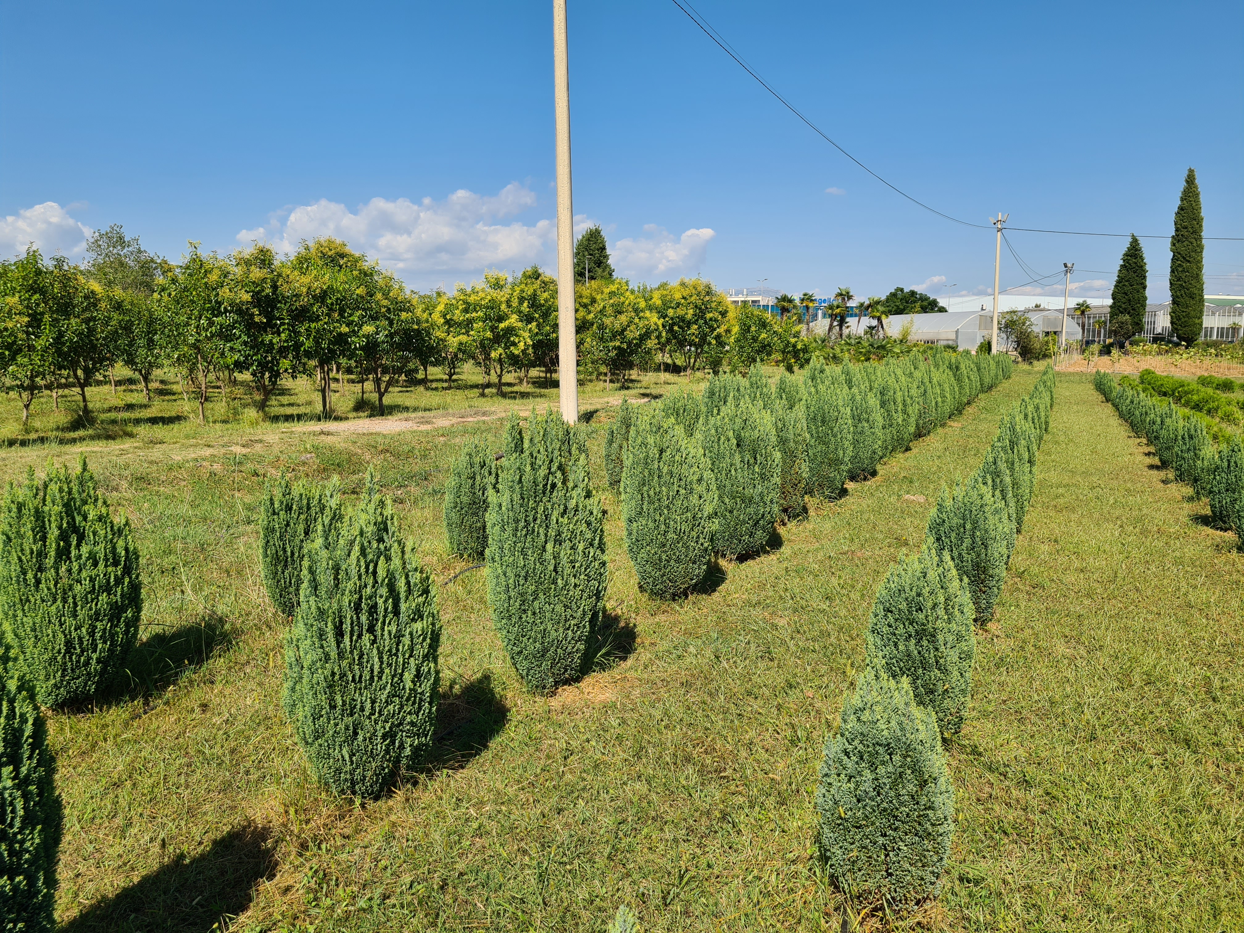 Intenzivirani radovi na proširenju kapaciteta rasadničke proizvodnje