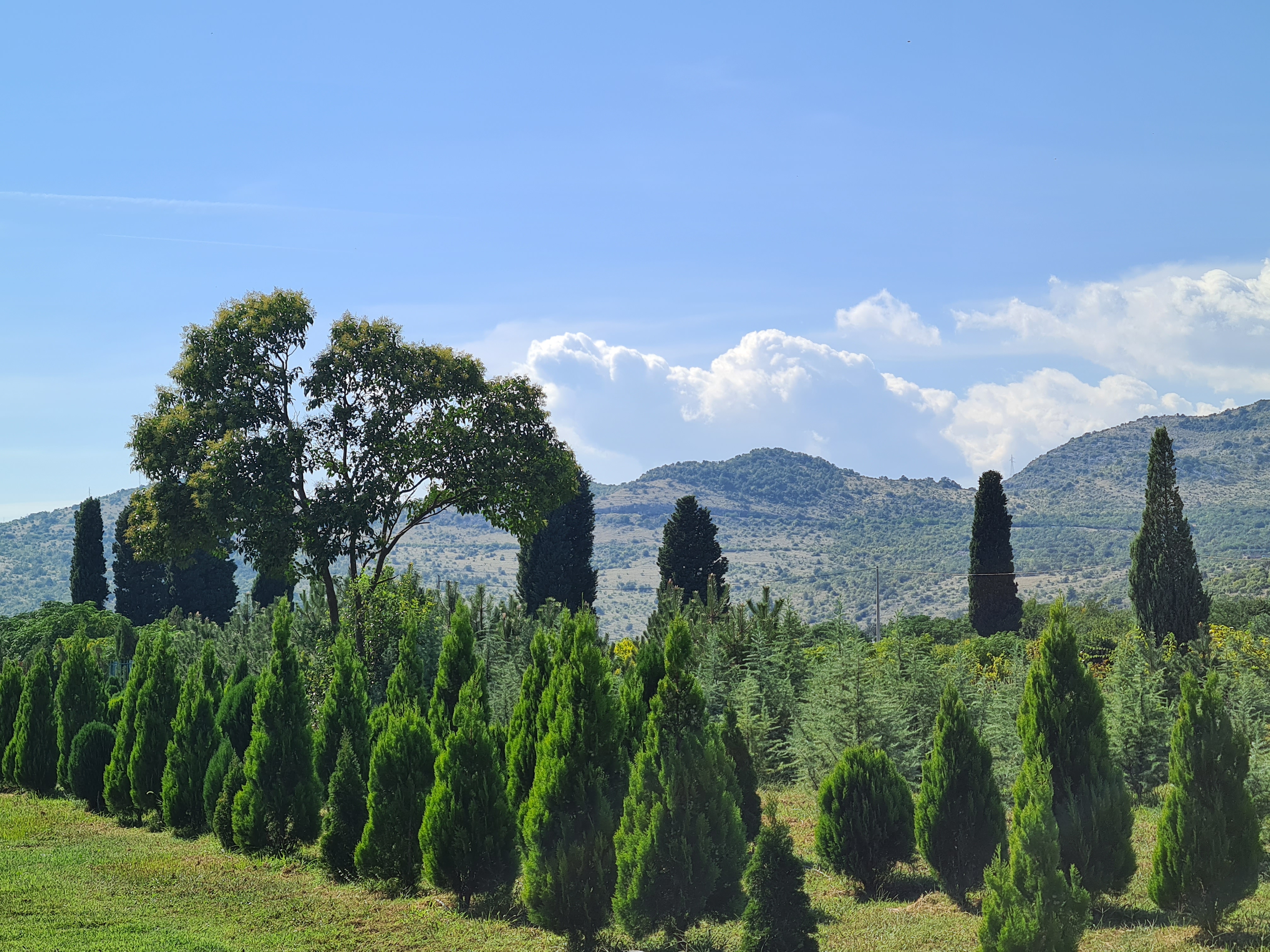 Intenzivirani radovi na proširenju kapaciteta rasadničke proizvodnje