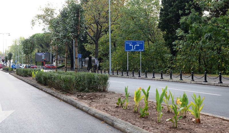Novo zelenilo na Bulevaru Svetog Petra Cetinjskog