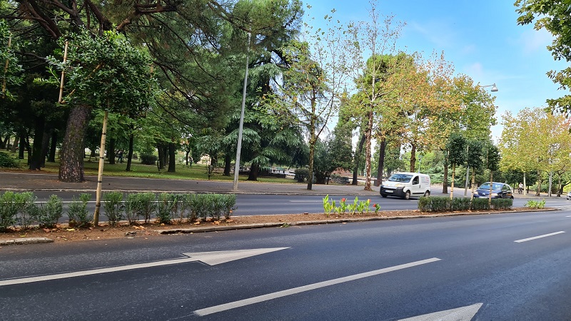 Novo zelenilo na Bulevaru Svetog Petra Cetinjskog