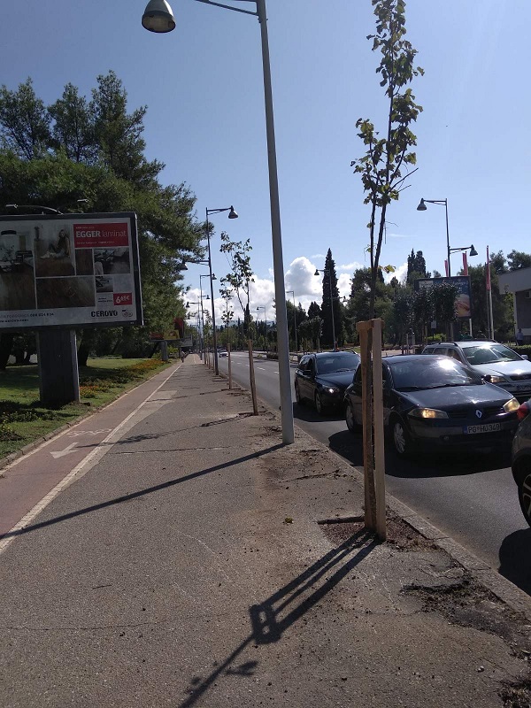 Novi drvored na Bulevaru Svetog Petra Cetinjskog
