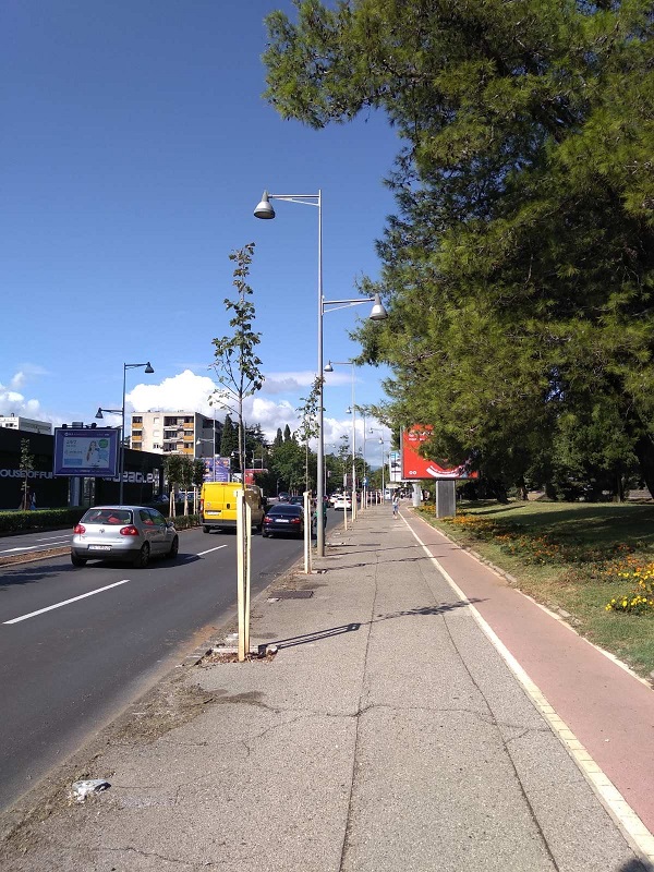 Novi drvored na Bulevaru Svetog Petra Cetinjskog