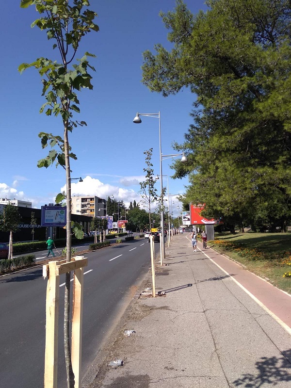 Novi drvored na Bulevaru Svetog Petra Cetinjskog