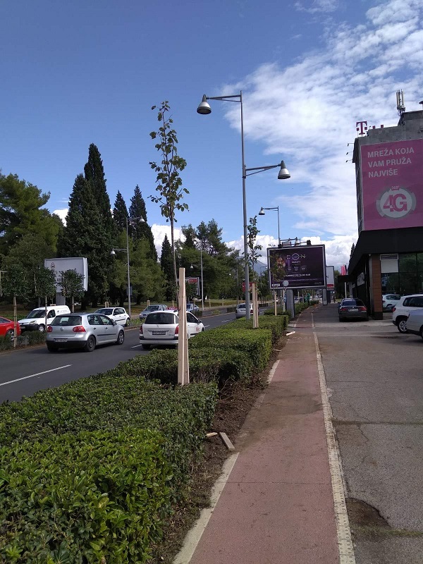 Novi drvored na Bulevaru Svetog Petra Cetinjskog
