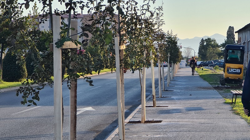 Podgorica dio regionalne inicijative “Drvo prijateljstva”, Ulica Ibrahima Dreševića dobila novi drvored