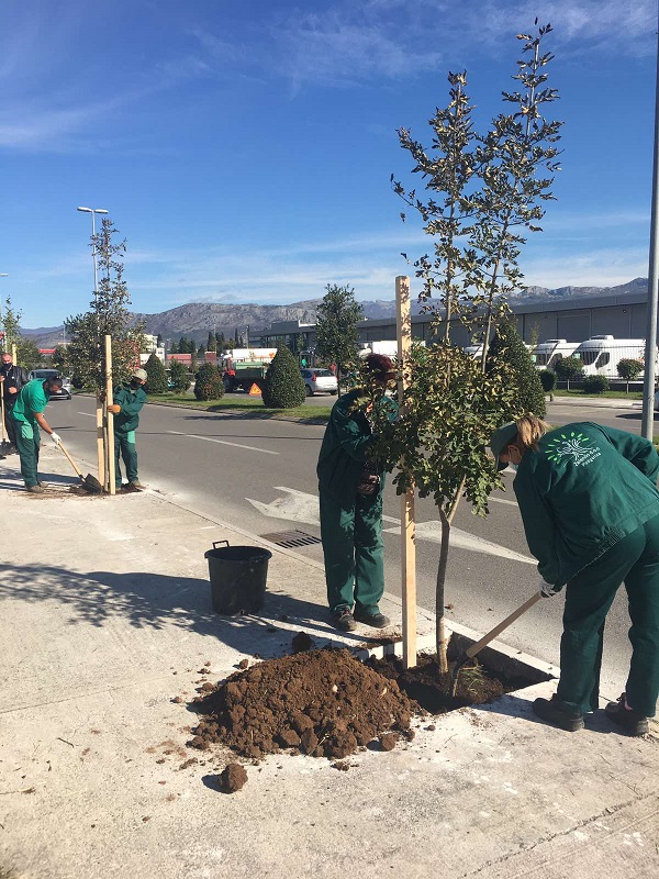 Podgorica dio regionalne inicijative “Drvo prijateljstva”, Ulica Ibrahima Dreševića dobila novi drvored