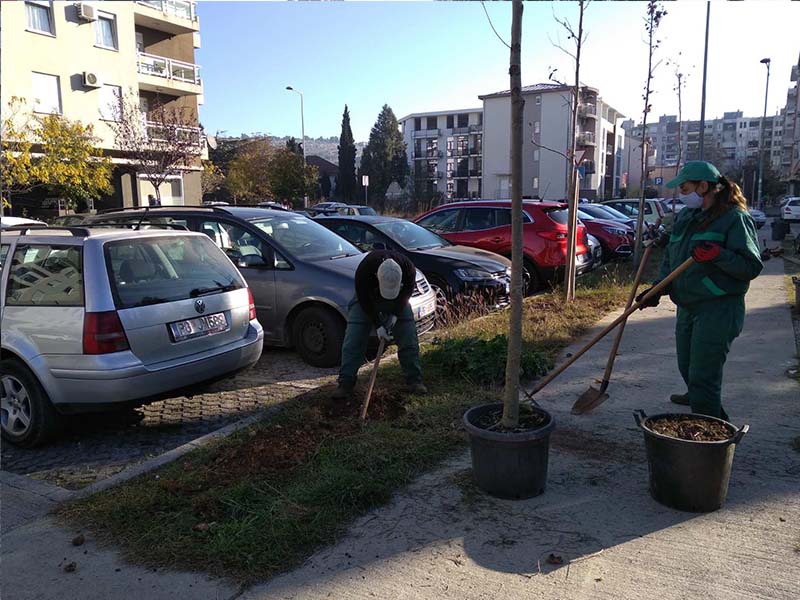 Gradsko Zelenilo zasadilo platane i u Bloku IX