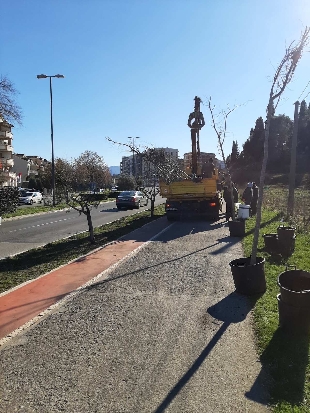 Bulevar Crnogorskih serdara dobija novi drvored košćela