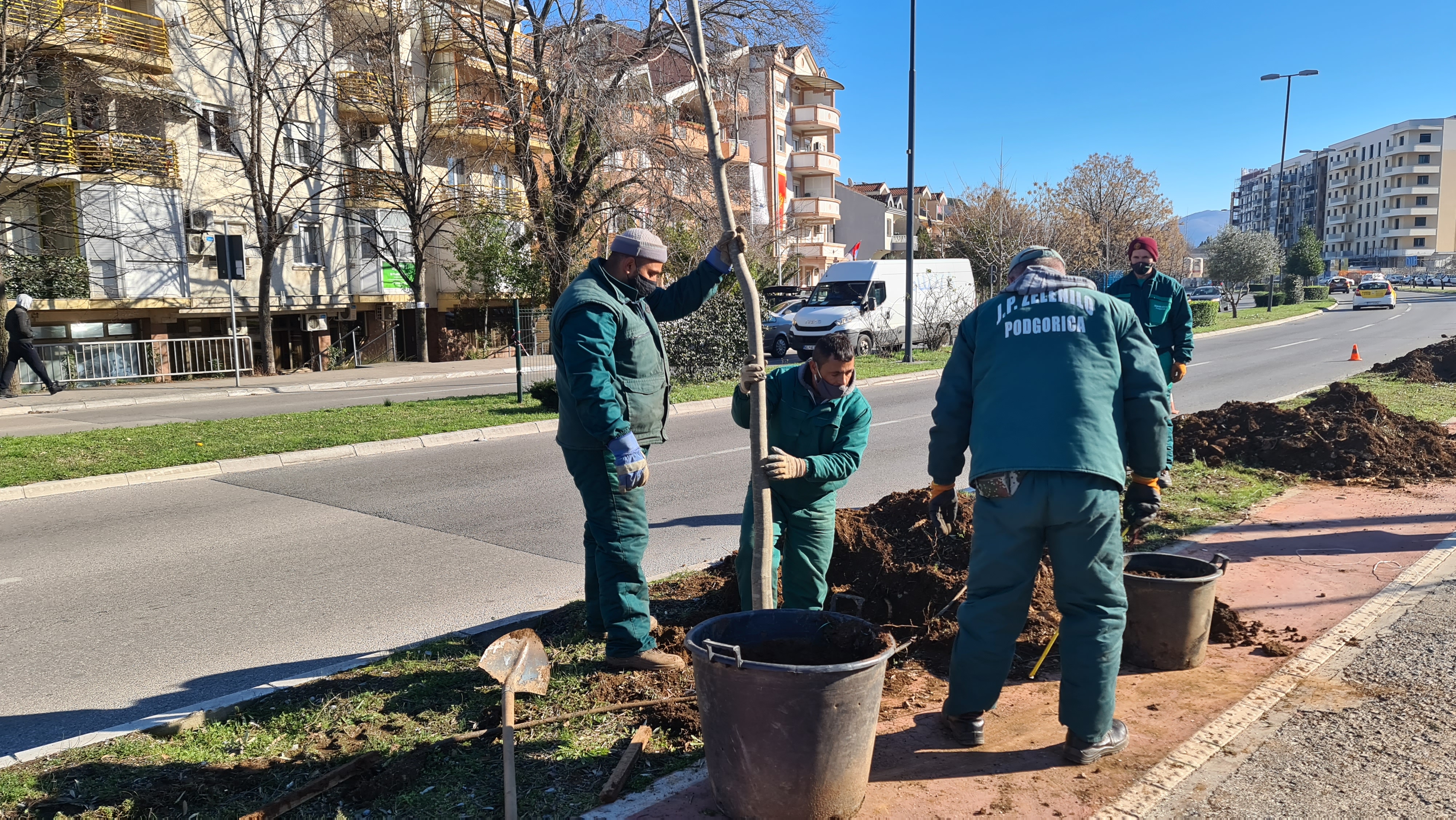 Bulevar Crnogorskih serdara dobija novi drvored košćela