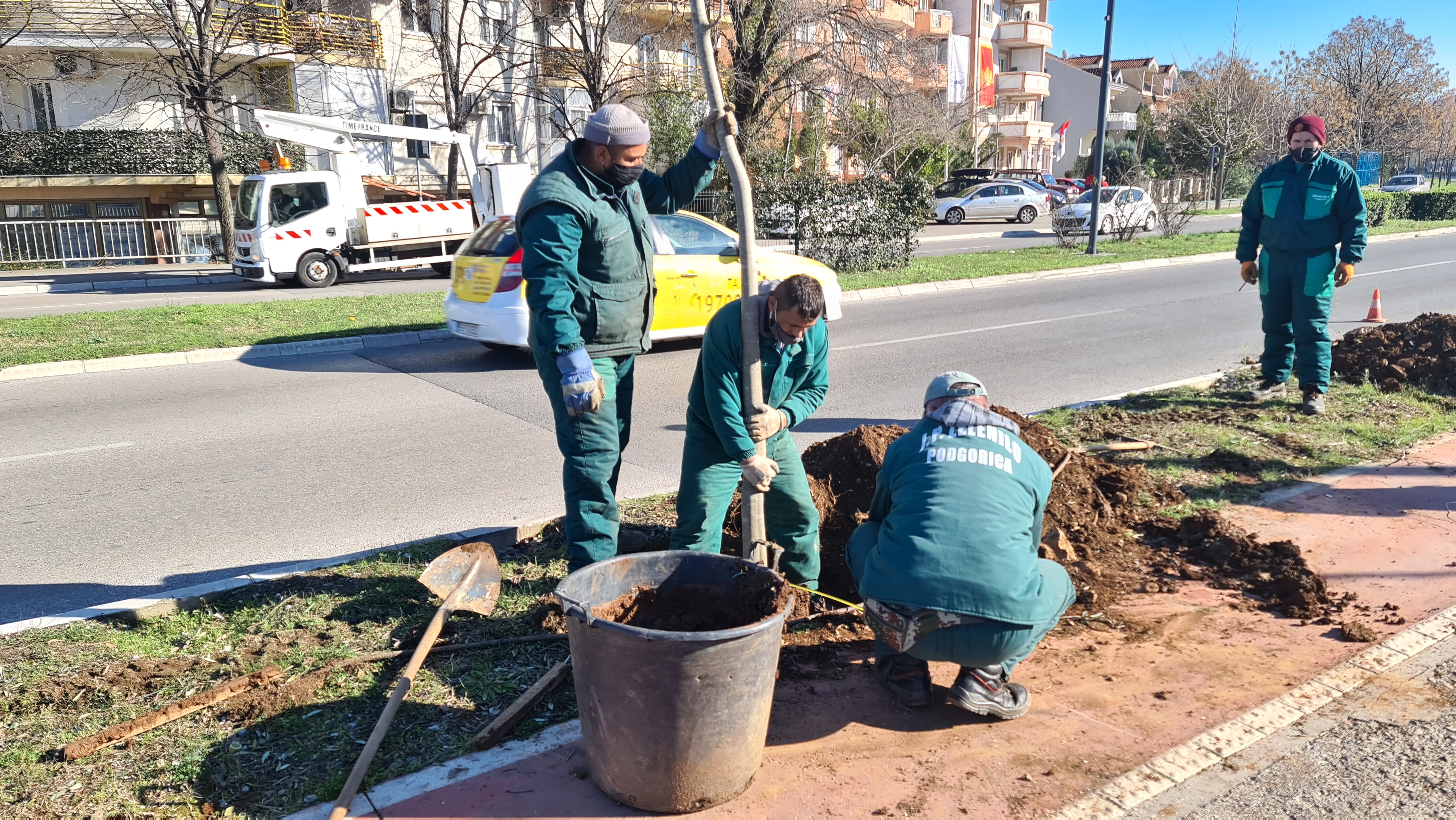 Bulevar Crnogorskih serdara dobija novi drvored košćela
