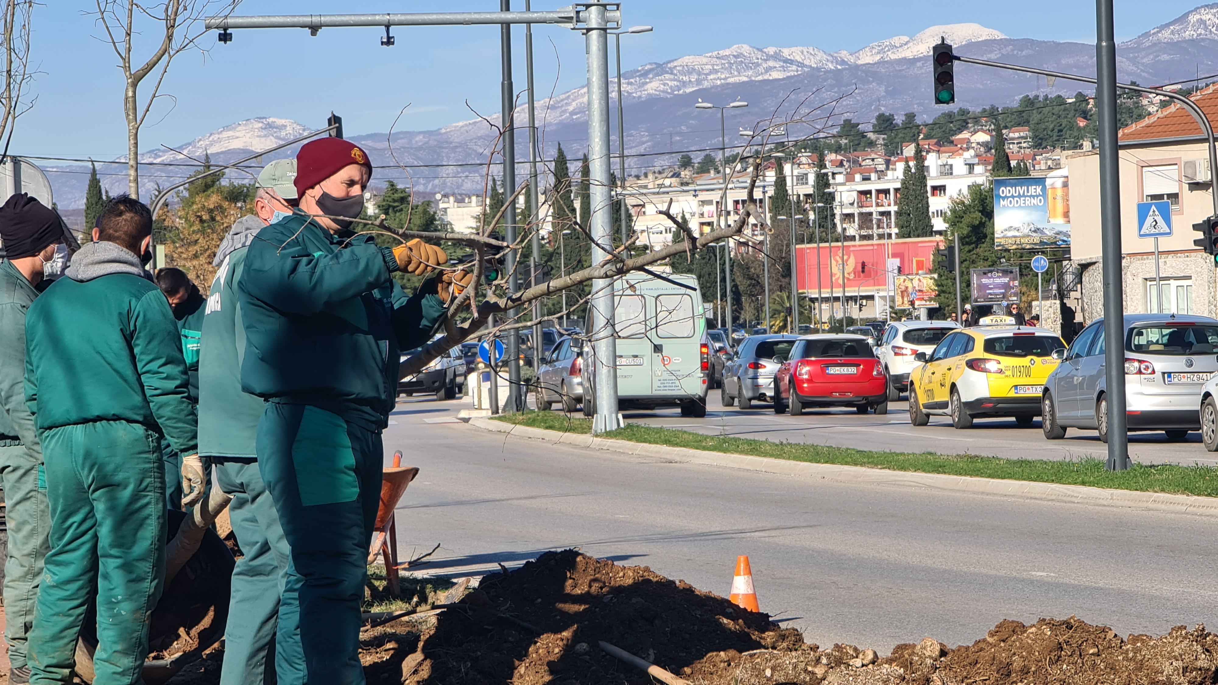 Bulevar Crnogorskih serdara dobija novi drvored košćela