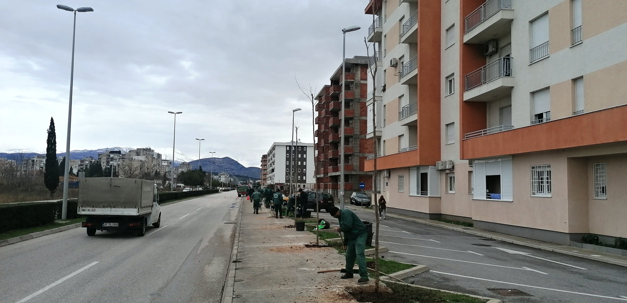 Bulevar Stanka Radonjića dobija novi drvored od 63 odrasle sadnice
